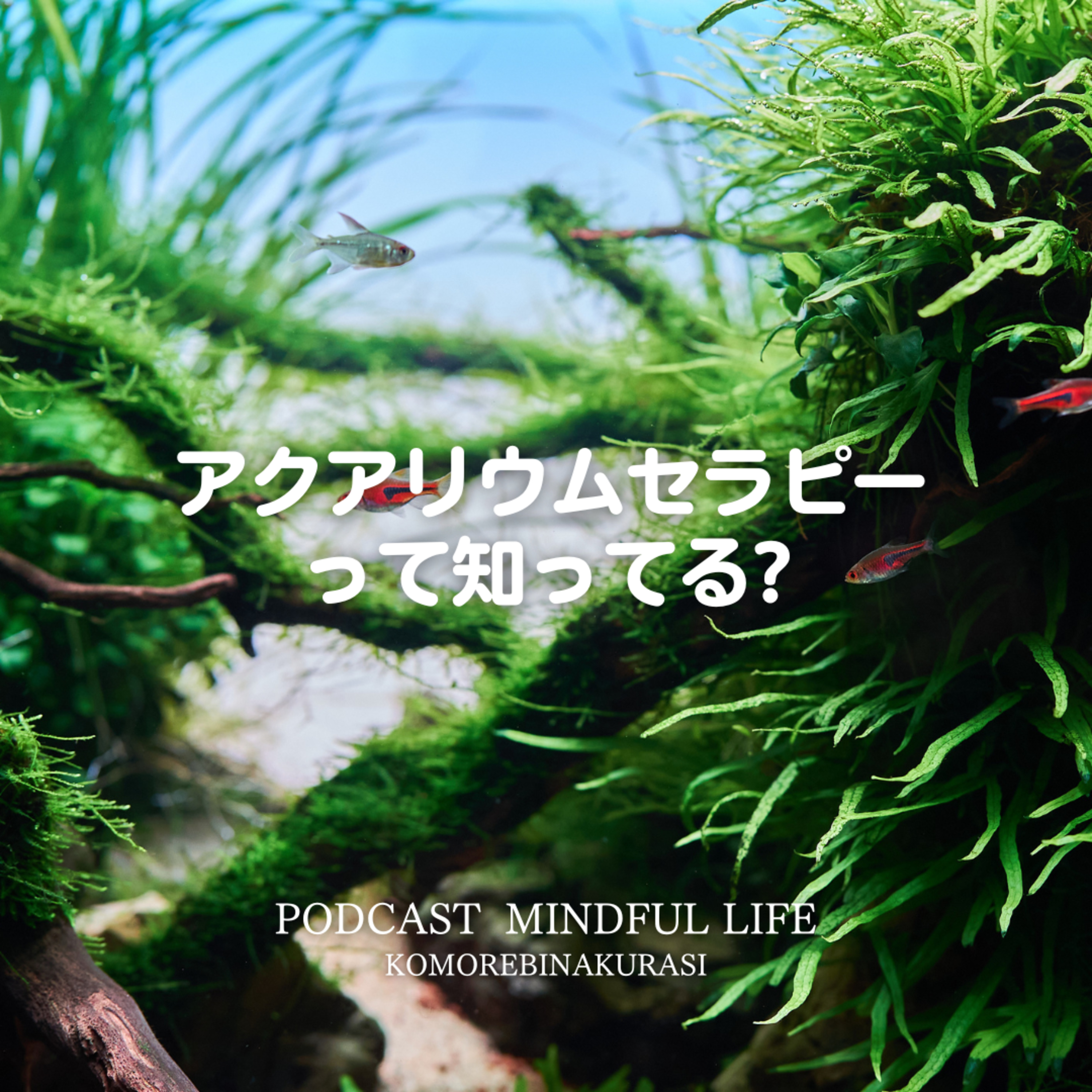 アクアリウムセラピーって知ってる？ episode artwork