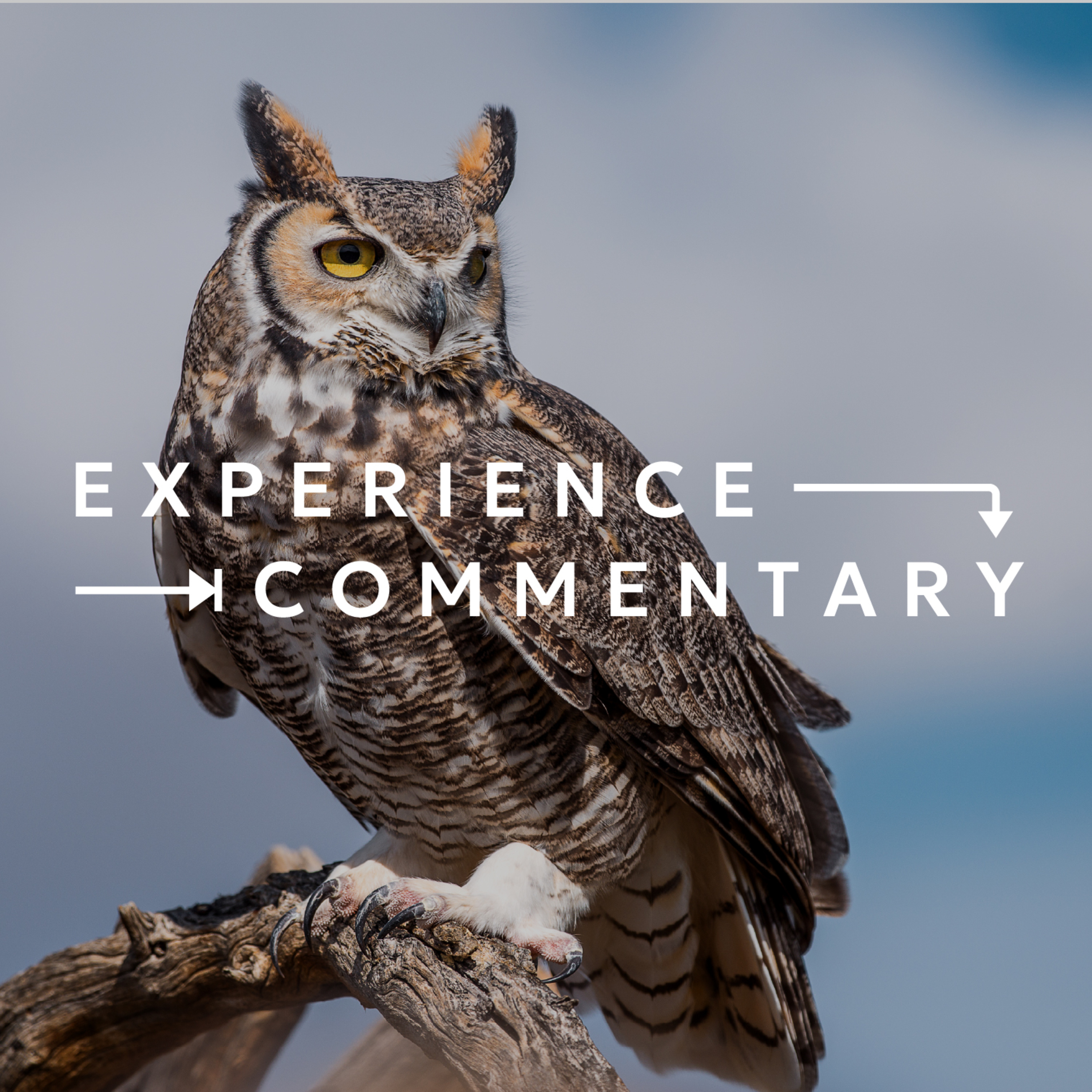 Experience Commentary | Why the Old Testament Matters: Intro to Wisdom Literature episode artwork