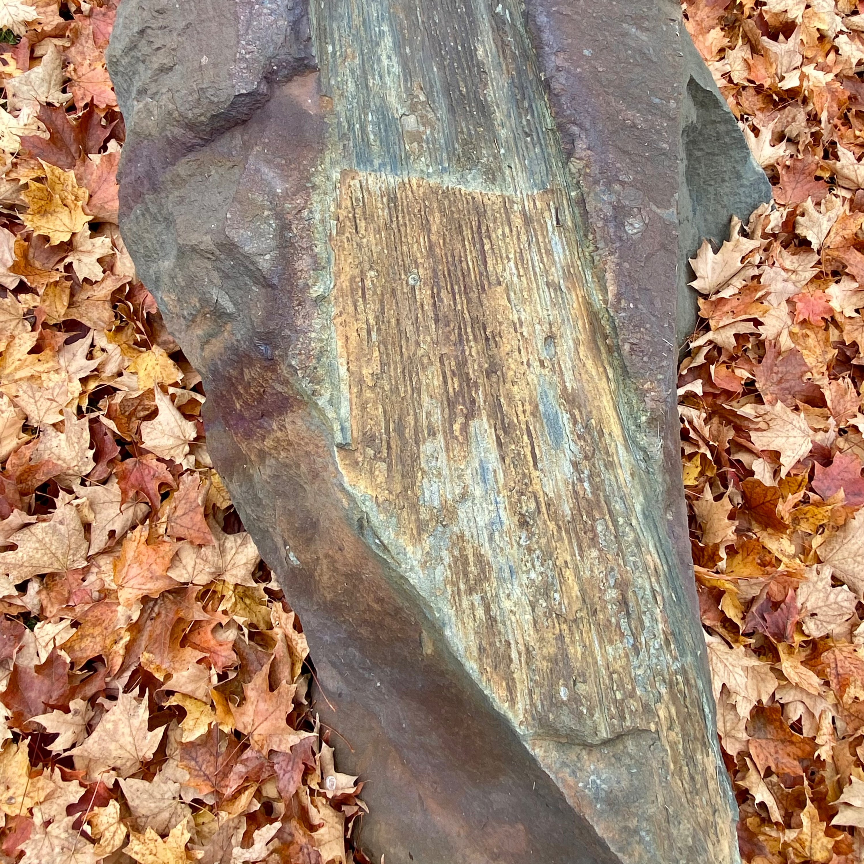 Before the Catskills: Gilboa’s Fossil Forest