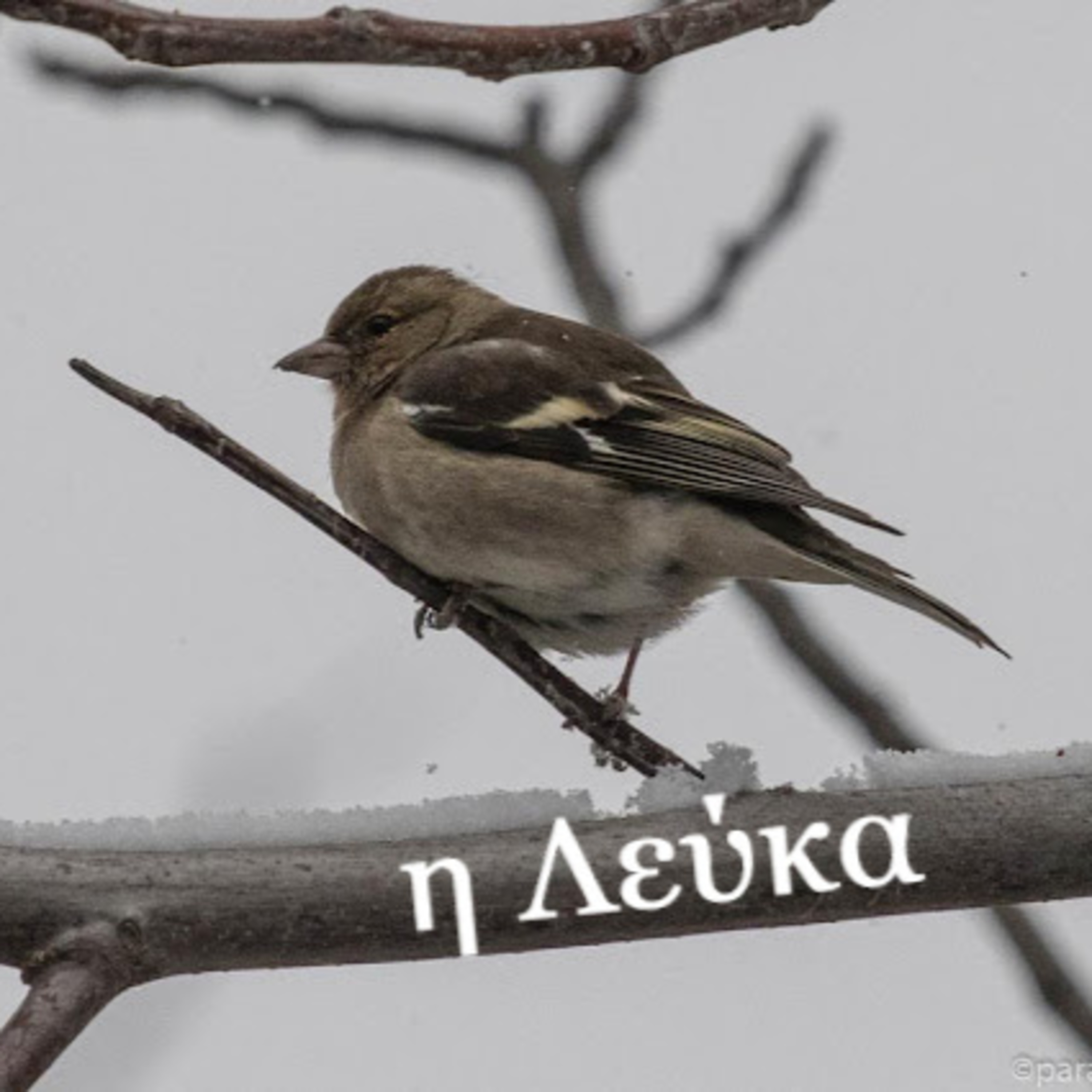 Σεζ.4 Επ. 39 Η Λεύκα