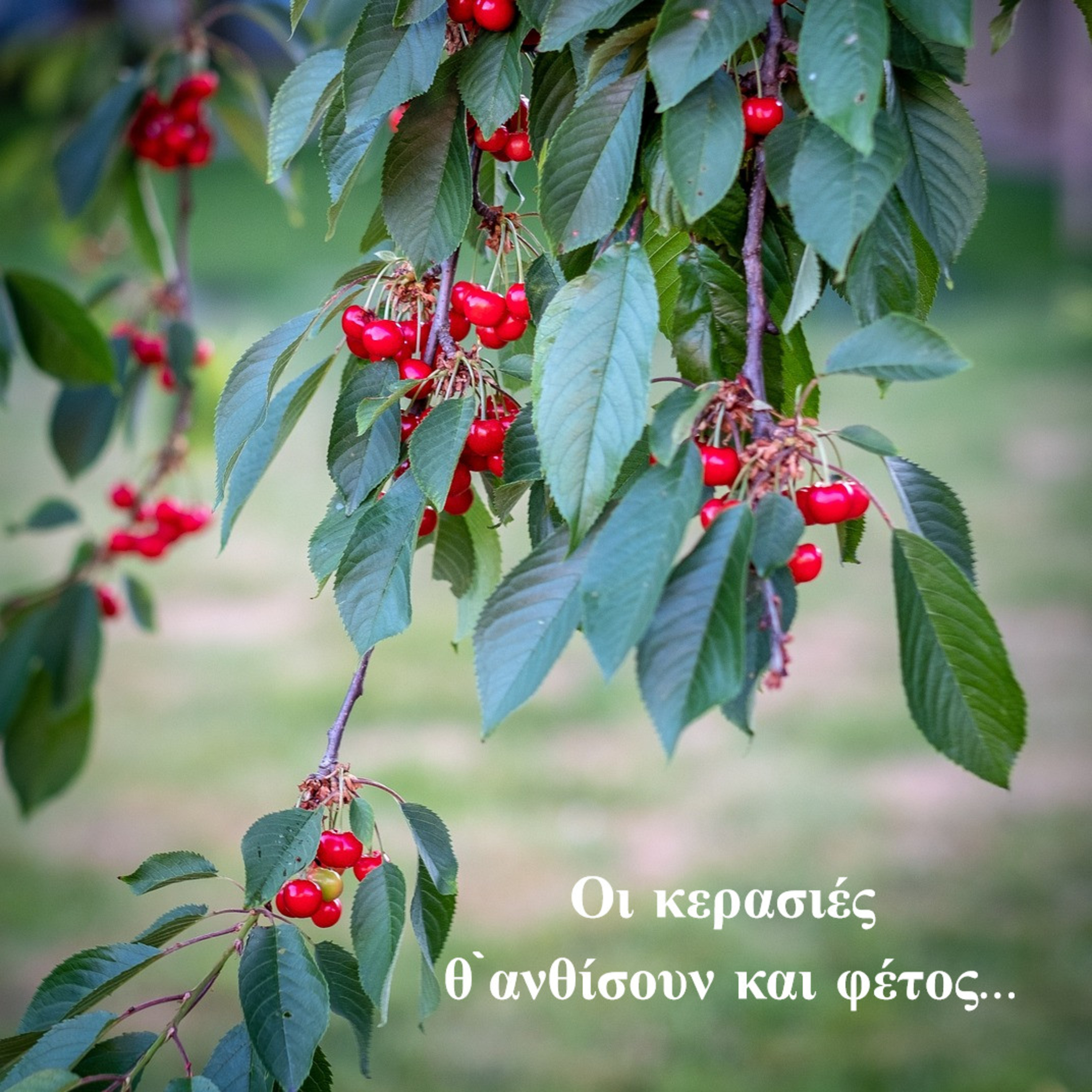 Σεζ 5 Επ. 9 Οι κερασιές θ`ανθίσουν και φέτος...