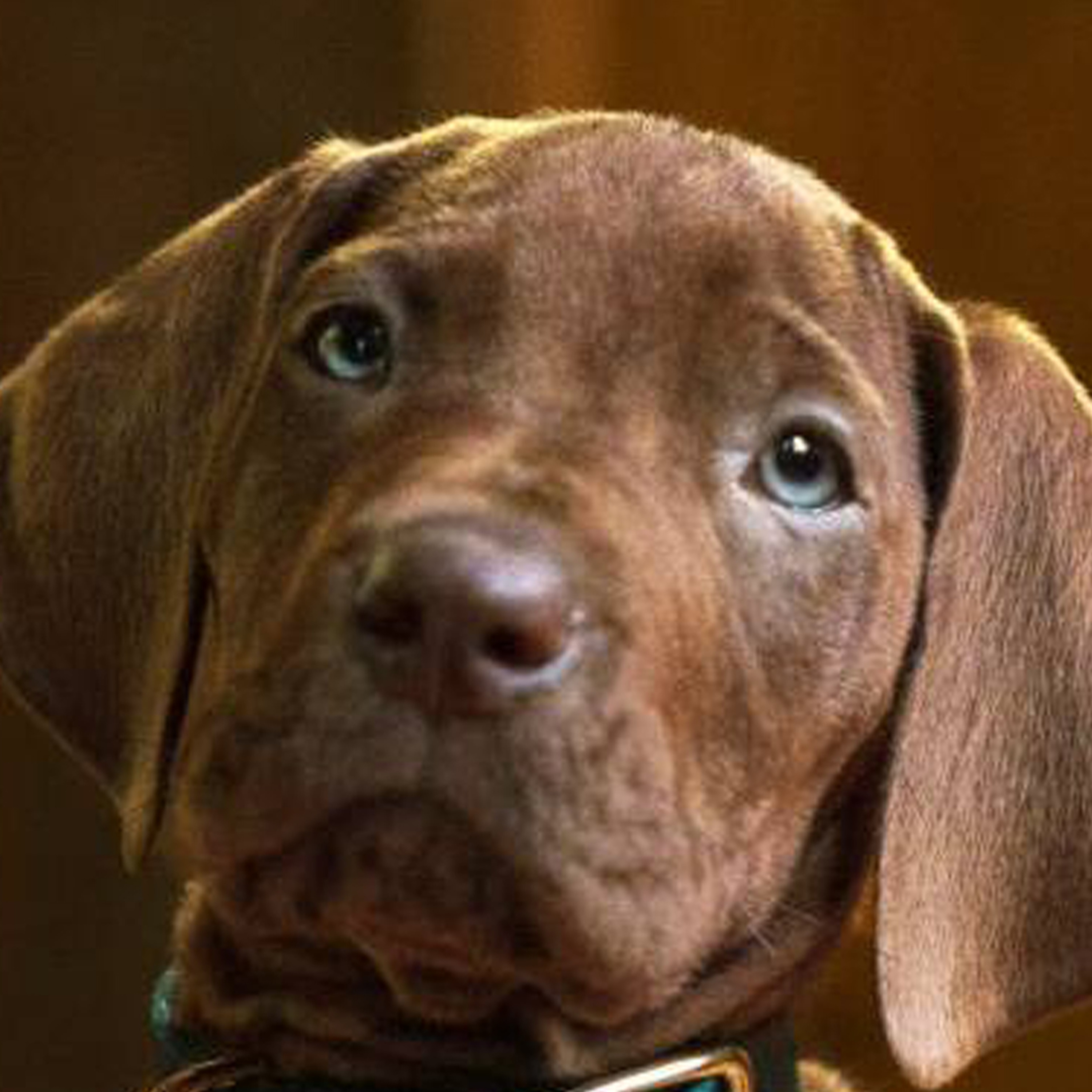 Scooby-Doo: Origins Brings a Real Puppy to Netflix in 2027 episode artwork
