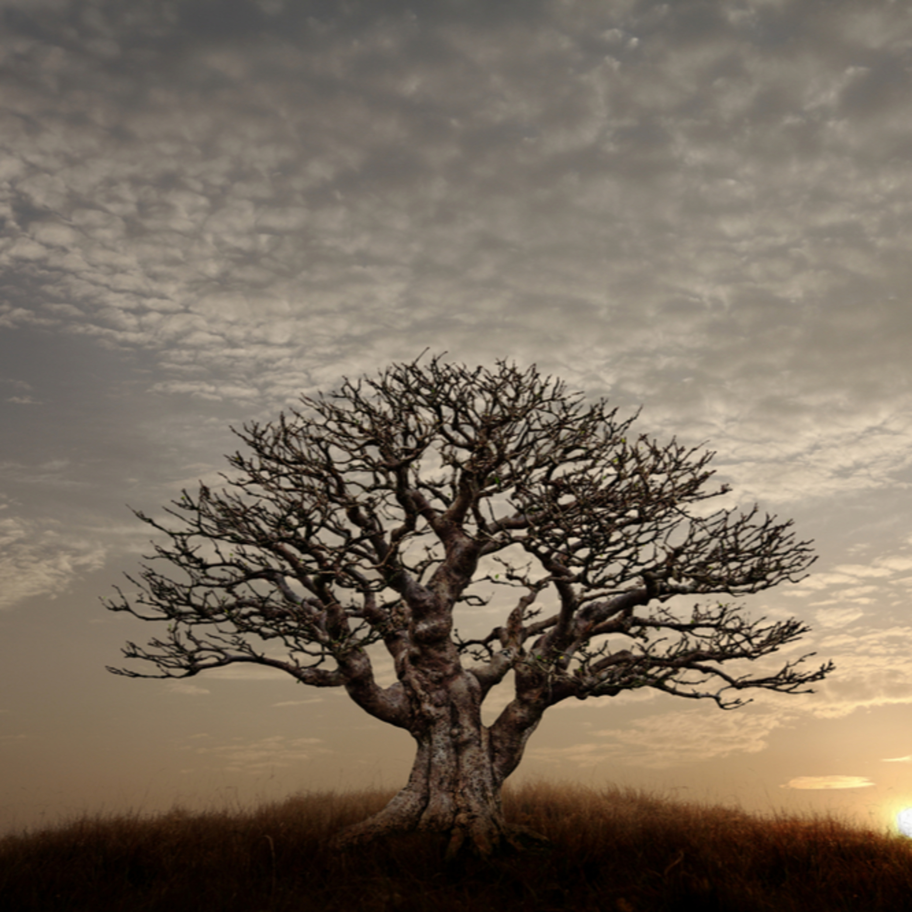 The Fruitless Fig Tree—Matthew 21:18-27