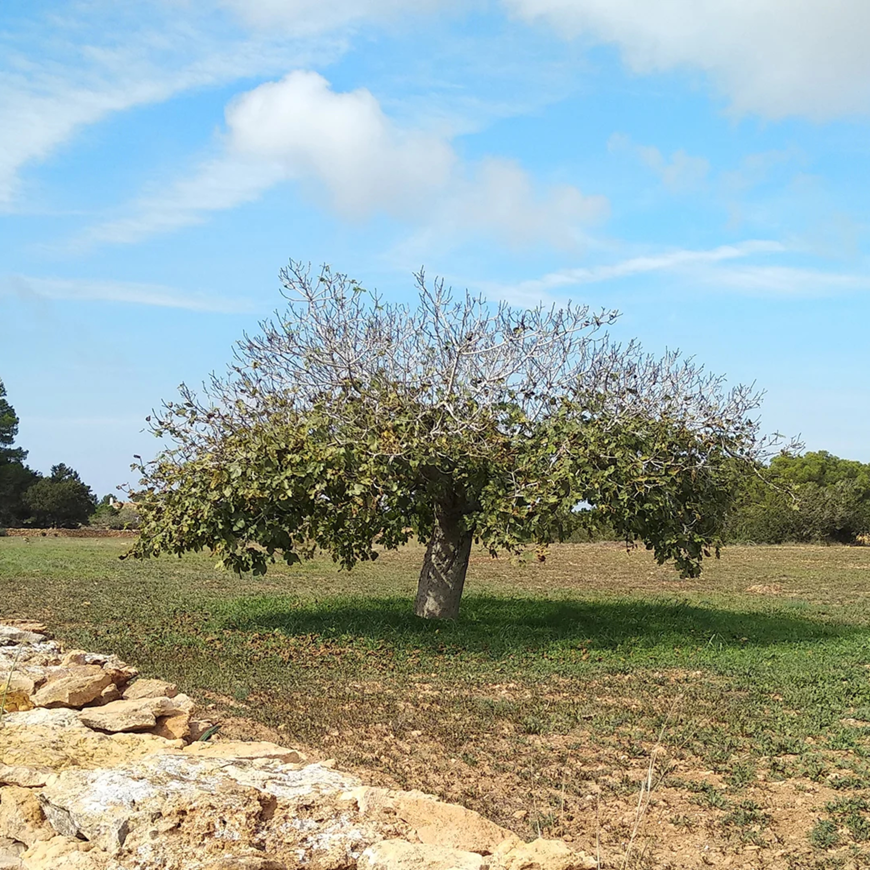 The Parable of the Fig Tree—Matthew 24:32-42