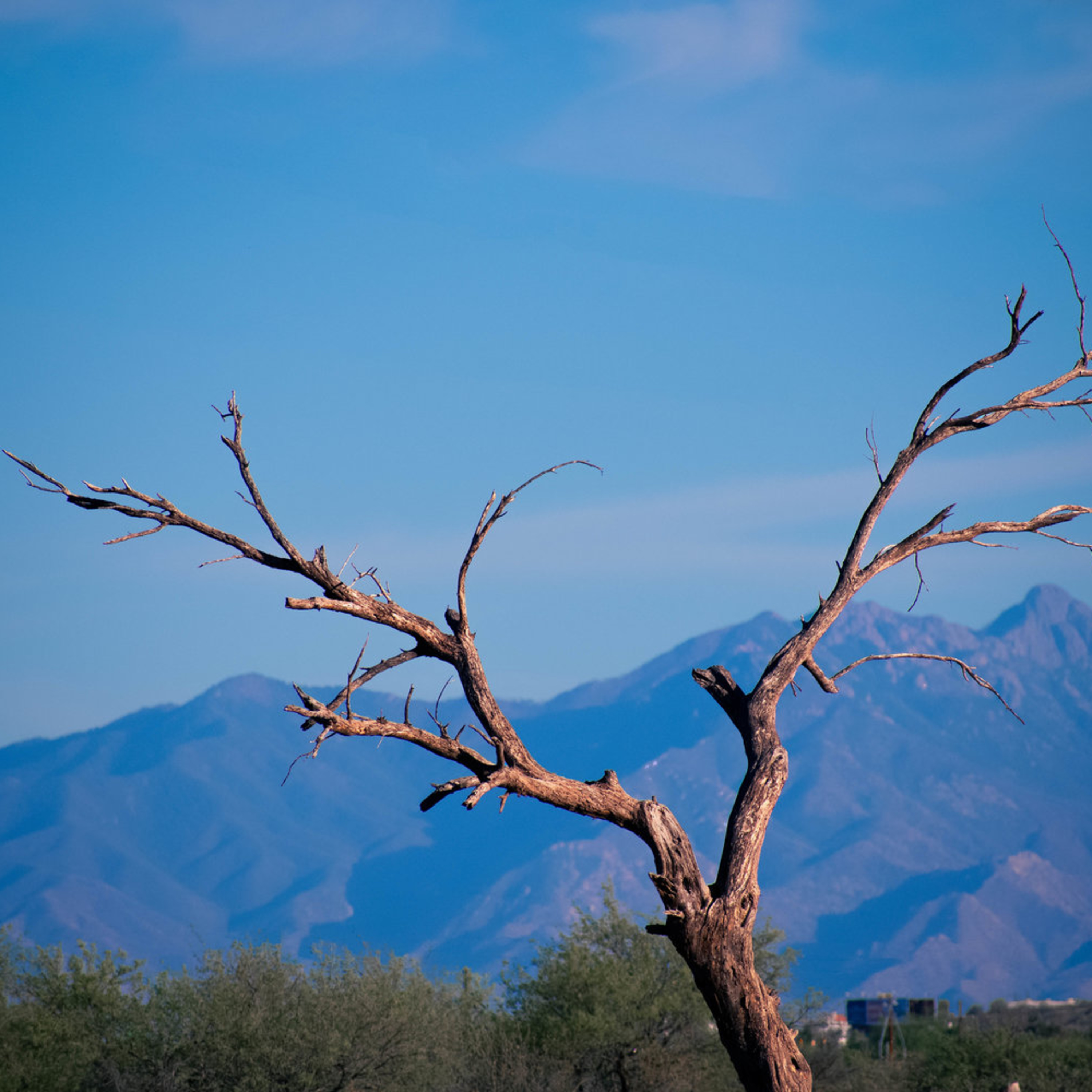 The Fig Tree and the Cleansing of the Temple—Mark 11:12-19
