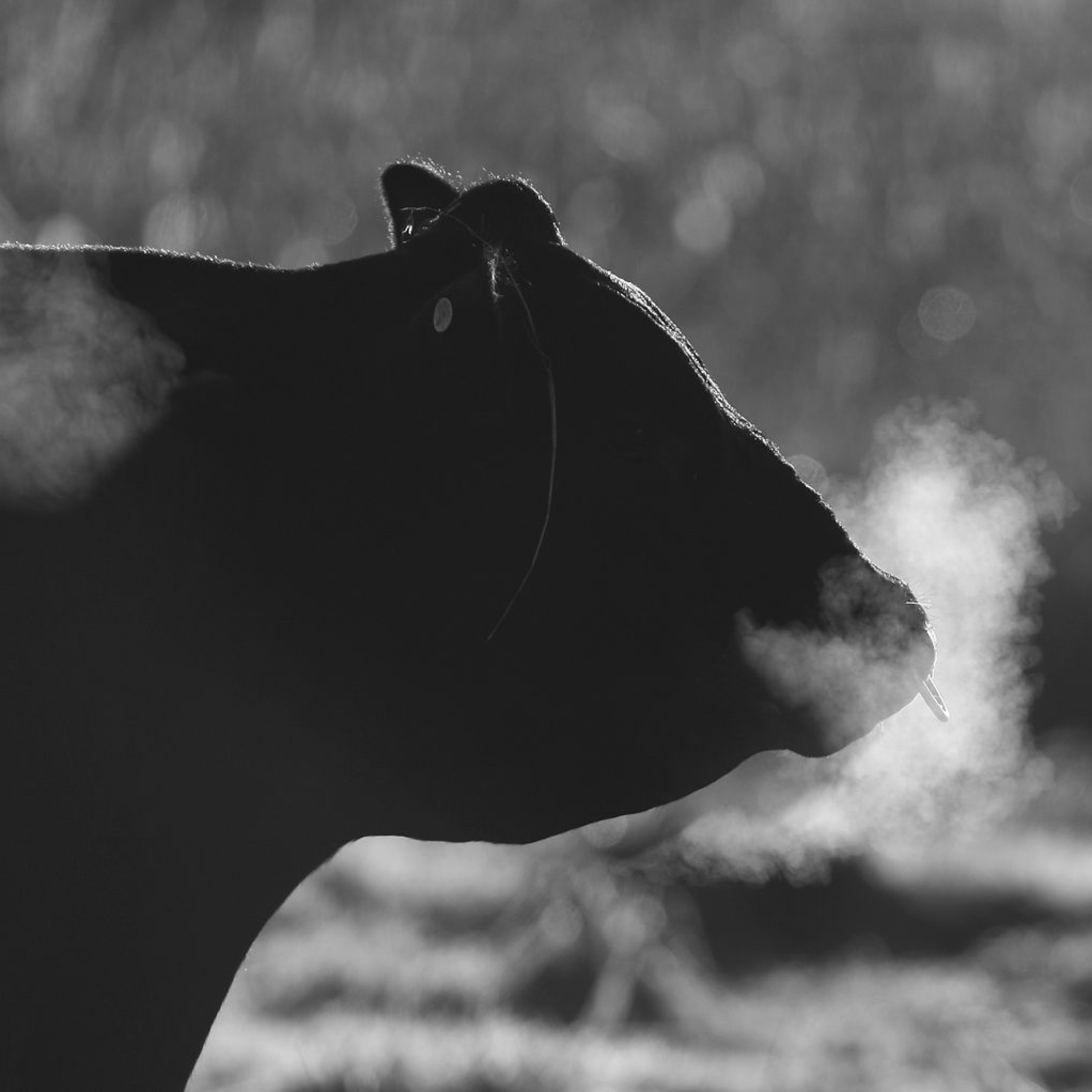 Bible Study: Ecclesiastes 3:16—4:3