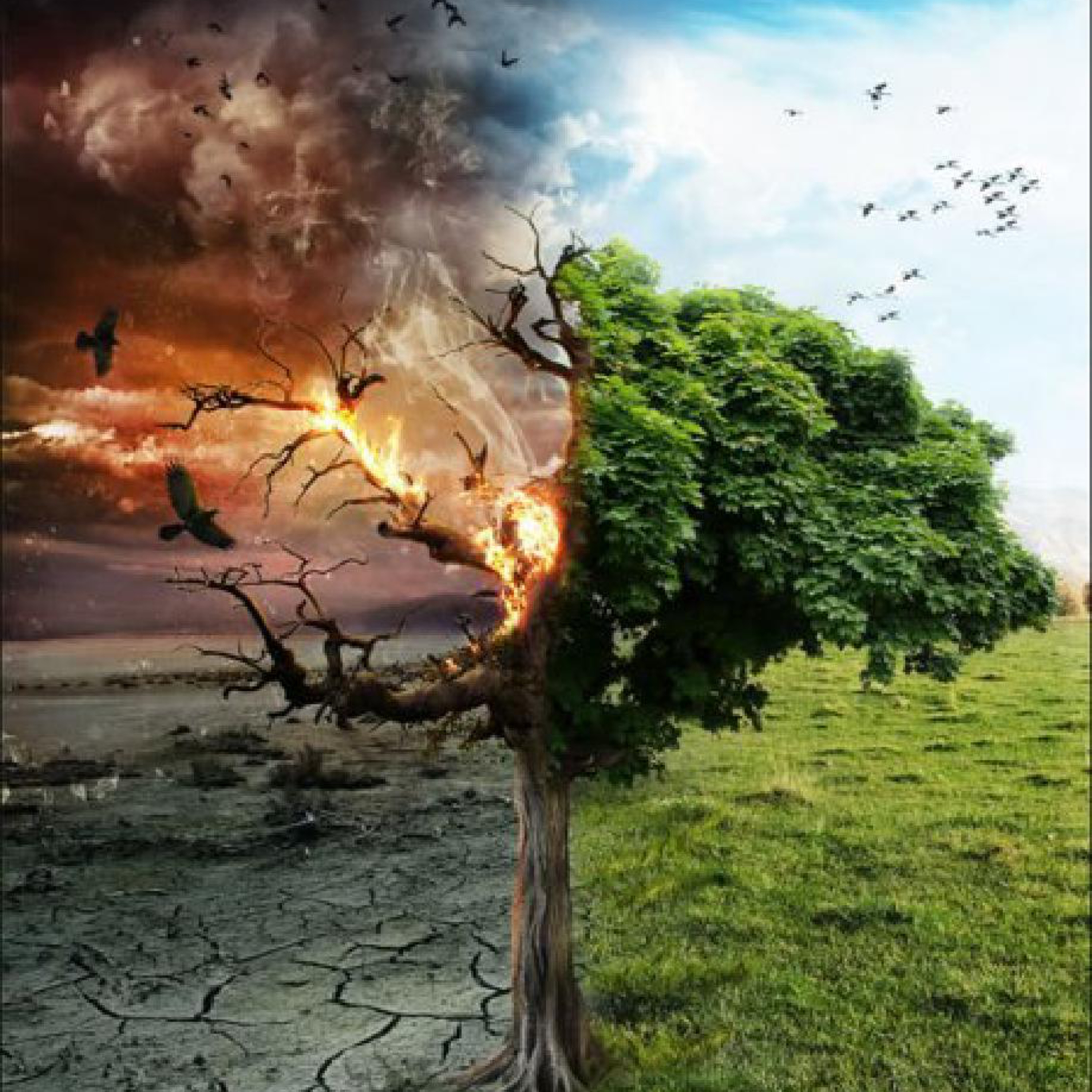 "Make the Tree Good" Wednesday of Sexagesima 2025