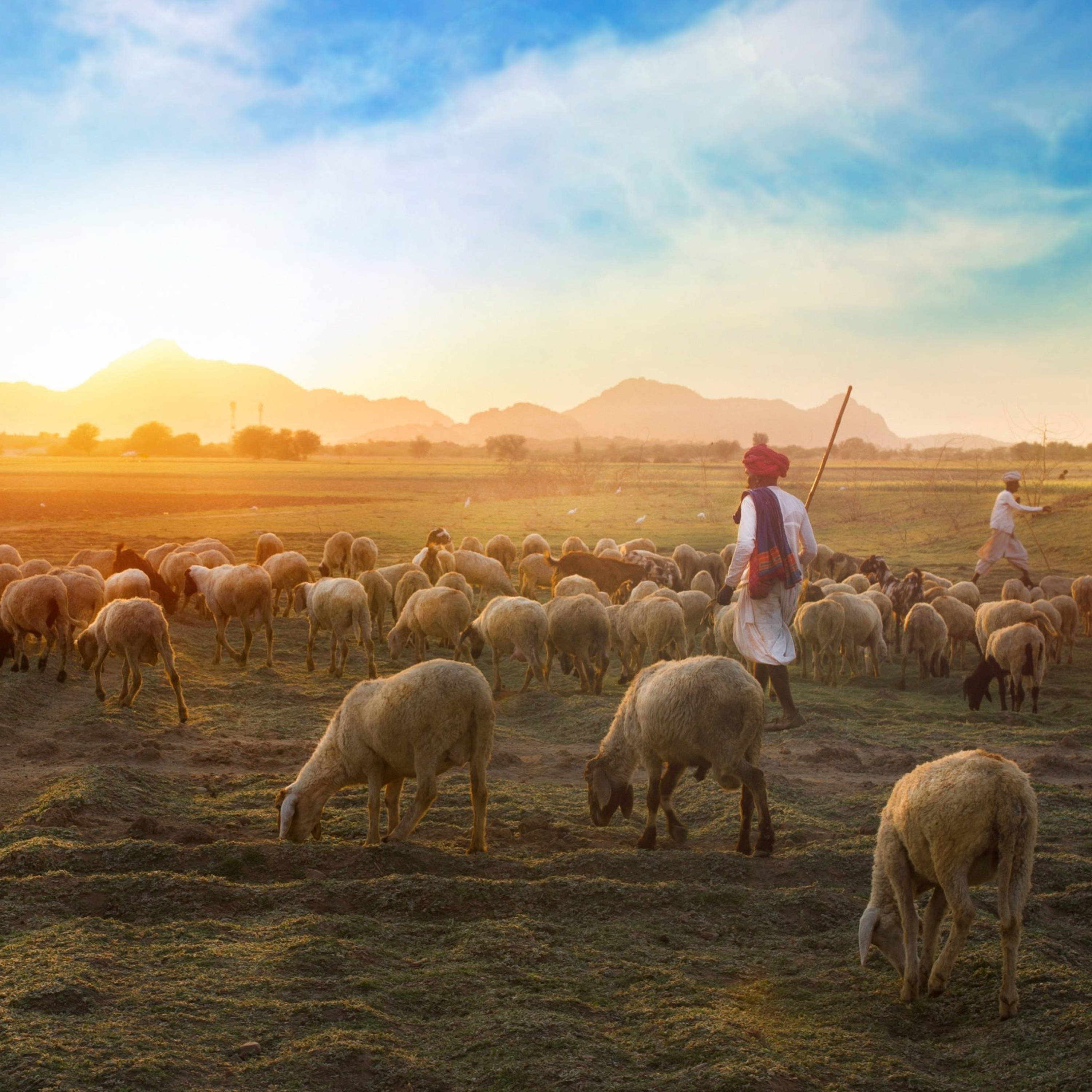 "The Shepherd is on the loose in the world and is seeking the lost sheep." Misericordias Domini 2025