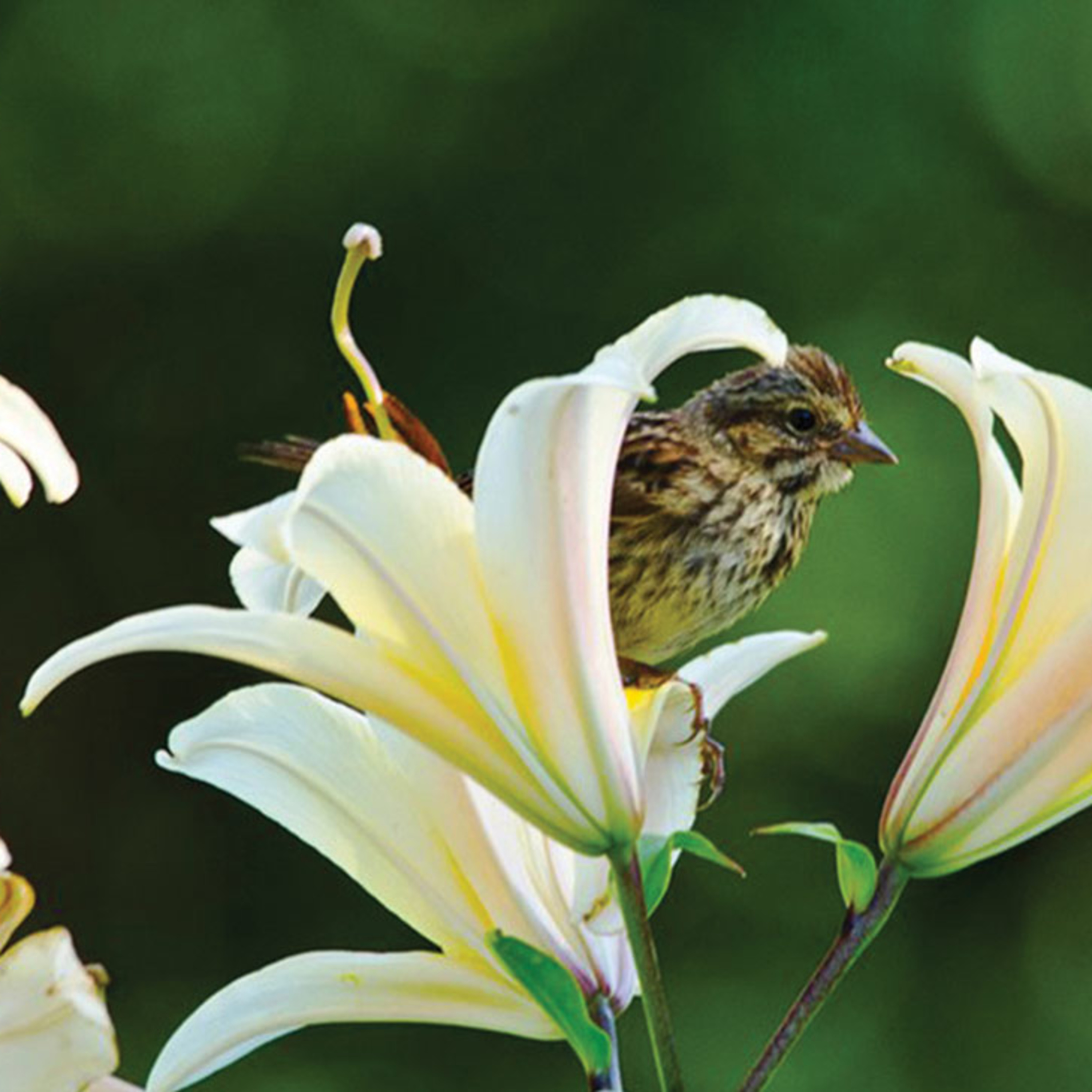 "The world may cling to mammon, but Christ clings to you" Trinity 15 2025