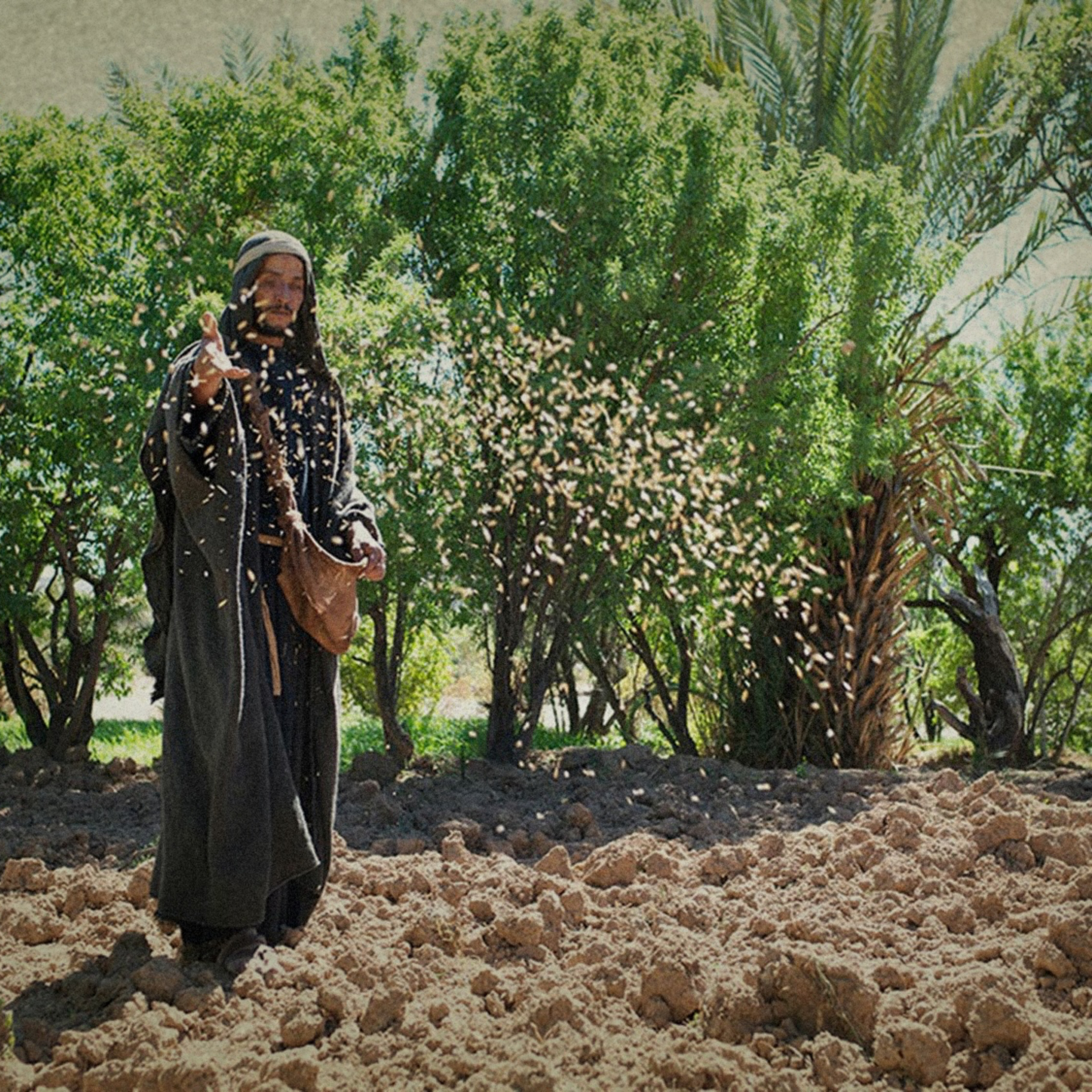 “The Seed and the Soils: Why the Service Is So Word-Heavy” Sexagesima 2026