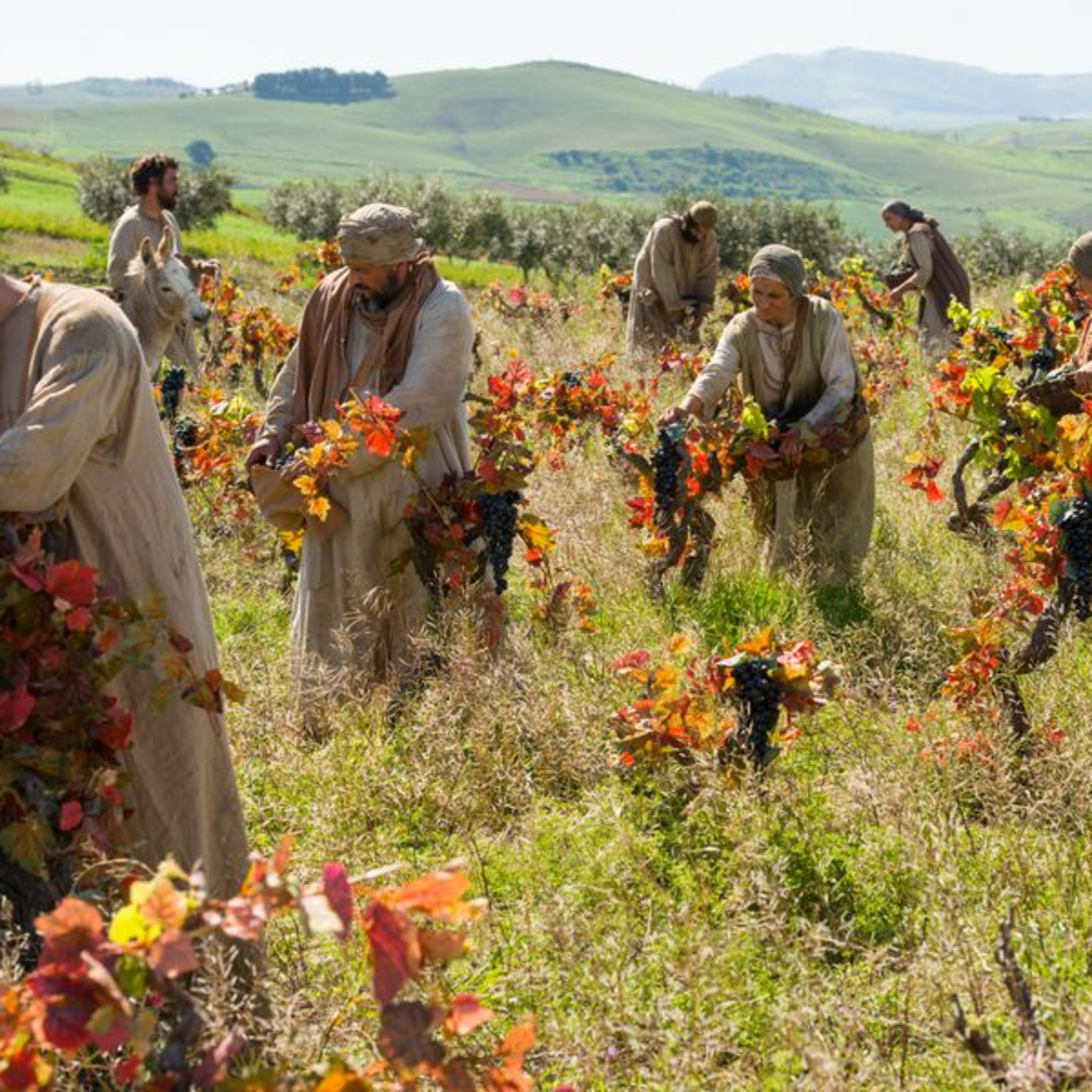 The Parable of the Workers in the Vineyard—Matt. 20:1-16 episode artwork