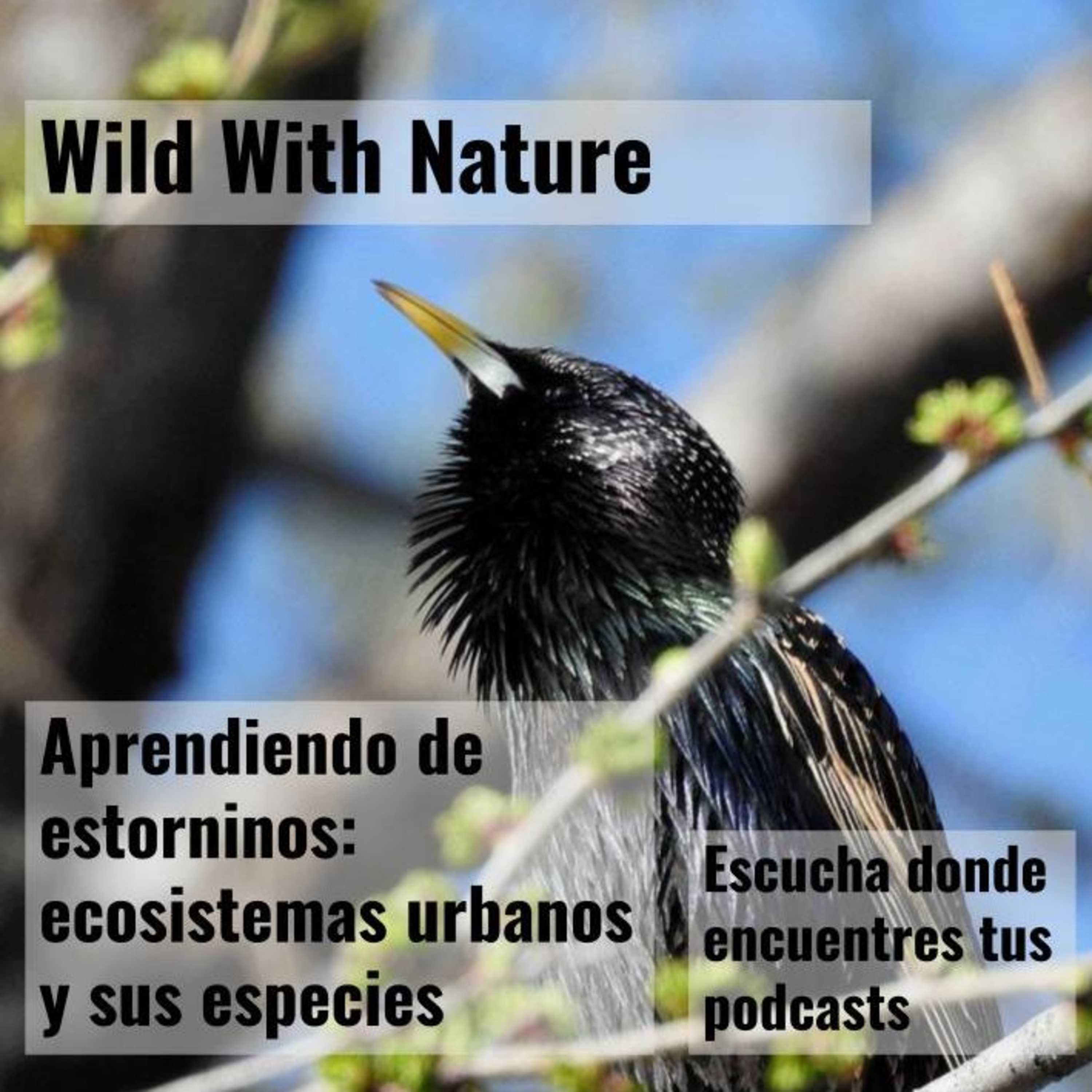 Aprendiendo de estorninos: ecosistemas urbanos y sus especies episode artwork