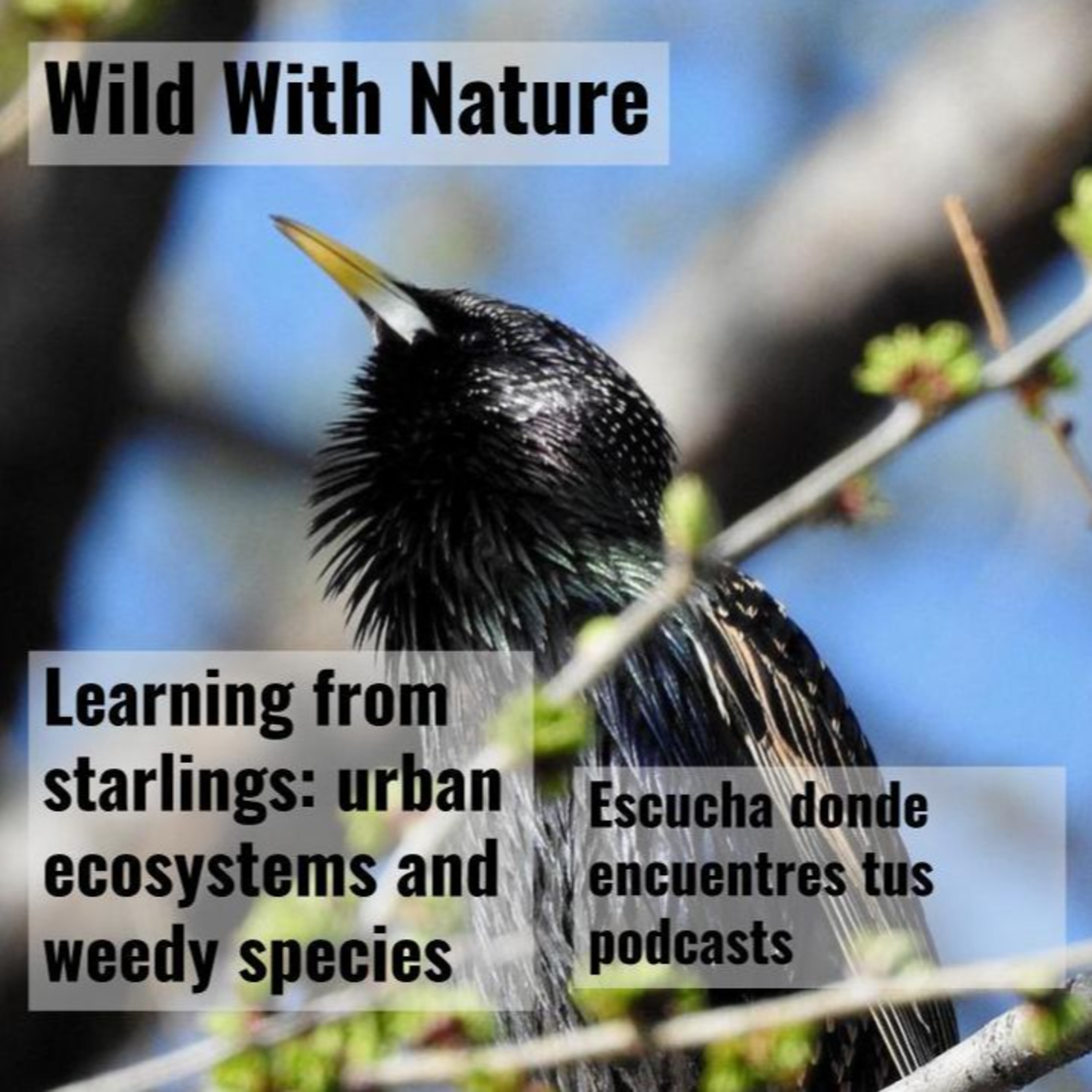 Learning from starlings: urban ecosystems and weedy species episode artwork
