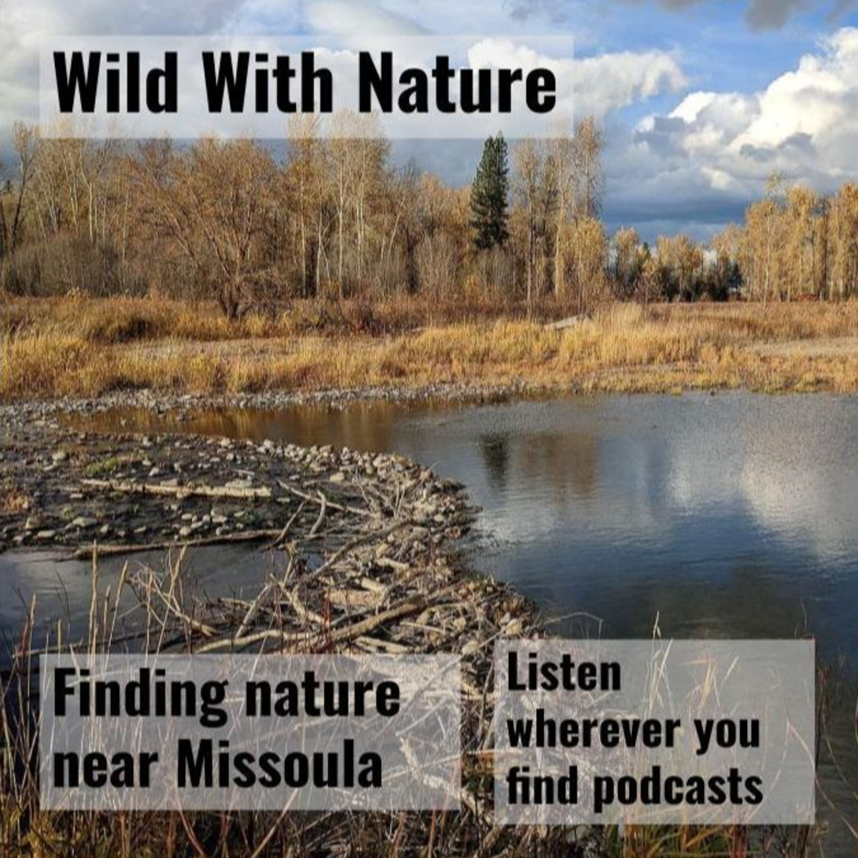 Finding nature near Missoula: walking through fall at Kelly Island episode artwork