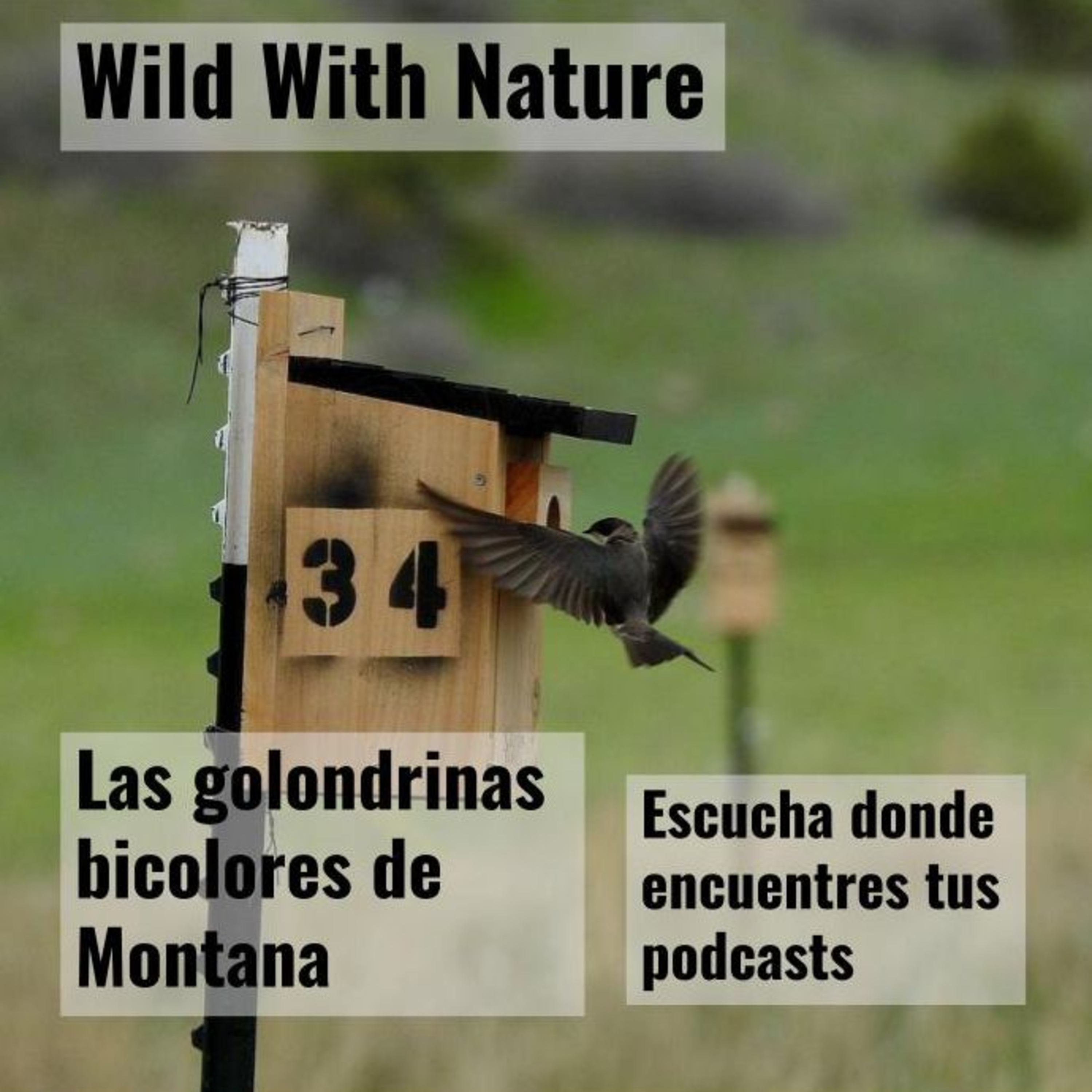 Las golondrinas bicolores de Montana: revirtiendo un declive episode artwork