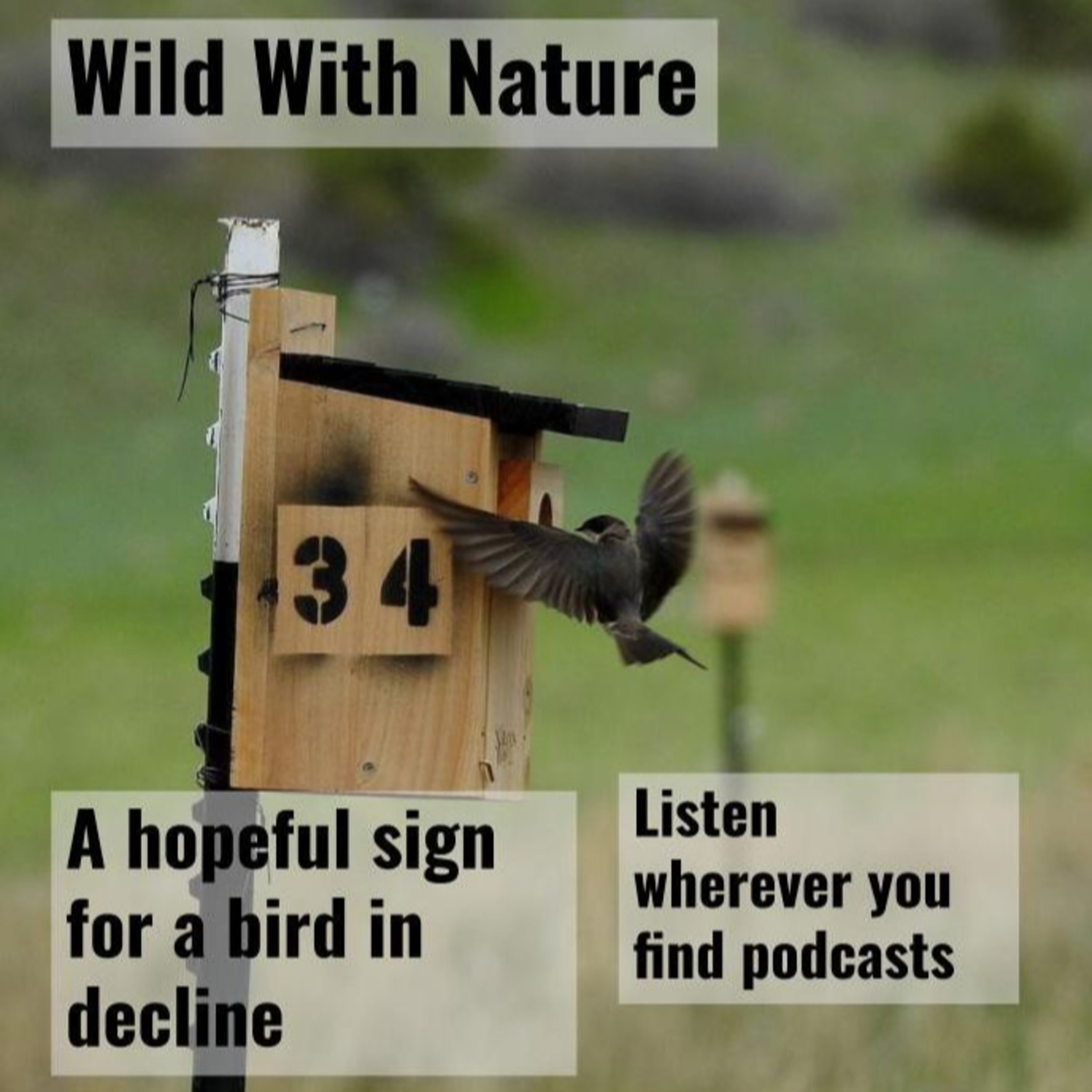 A hopeful sign for a bird in decline: helping Montana's tree swallows episode artwork