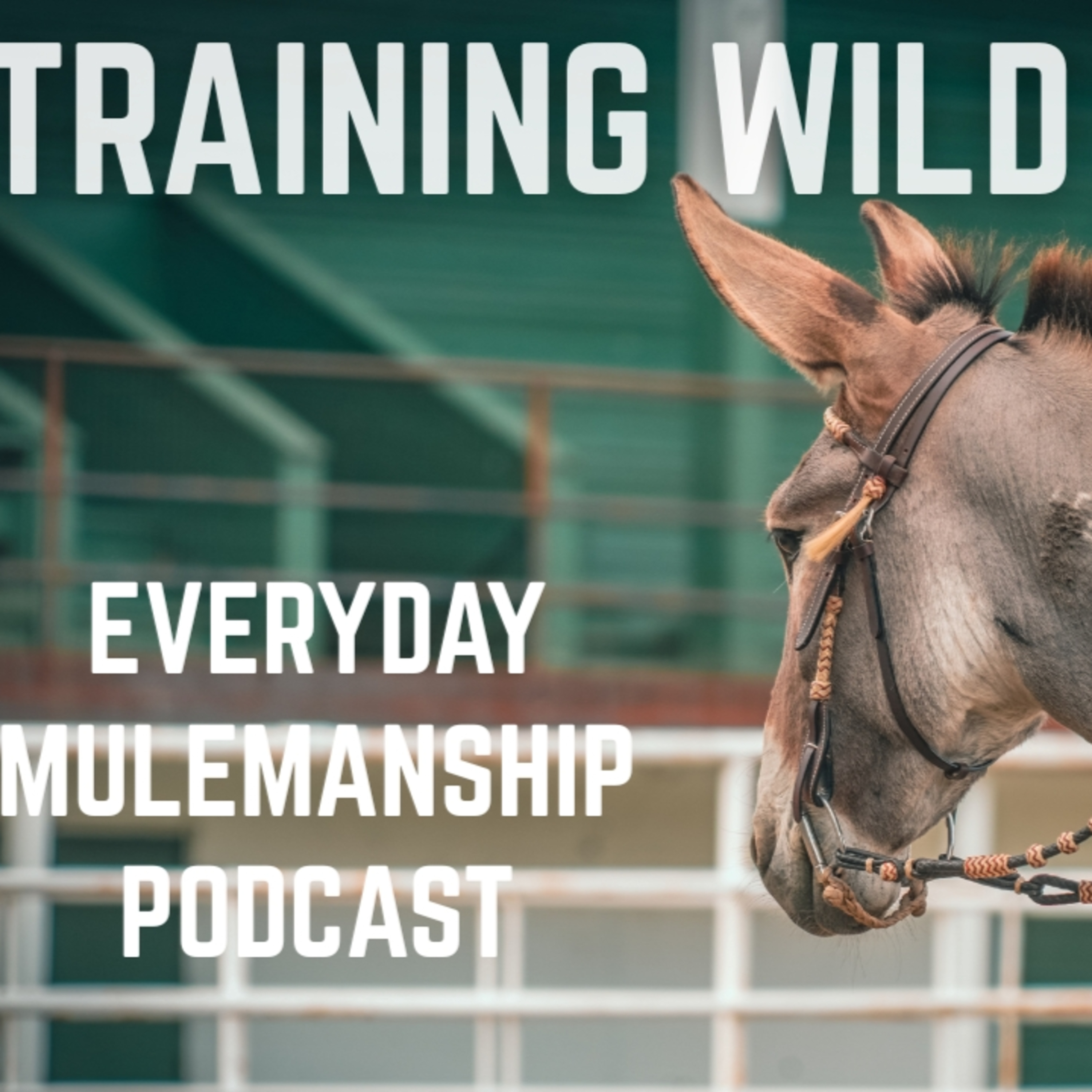 Everyday Mulemanship