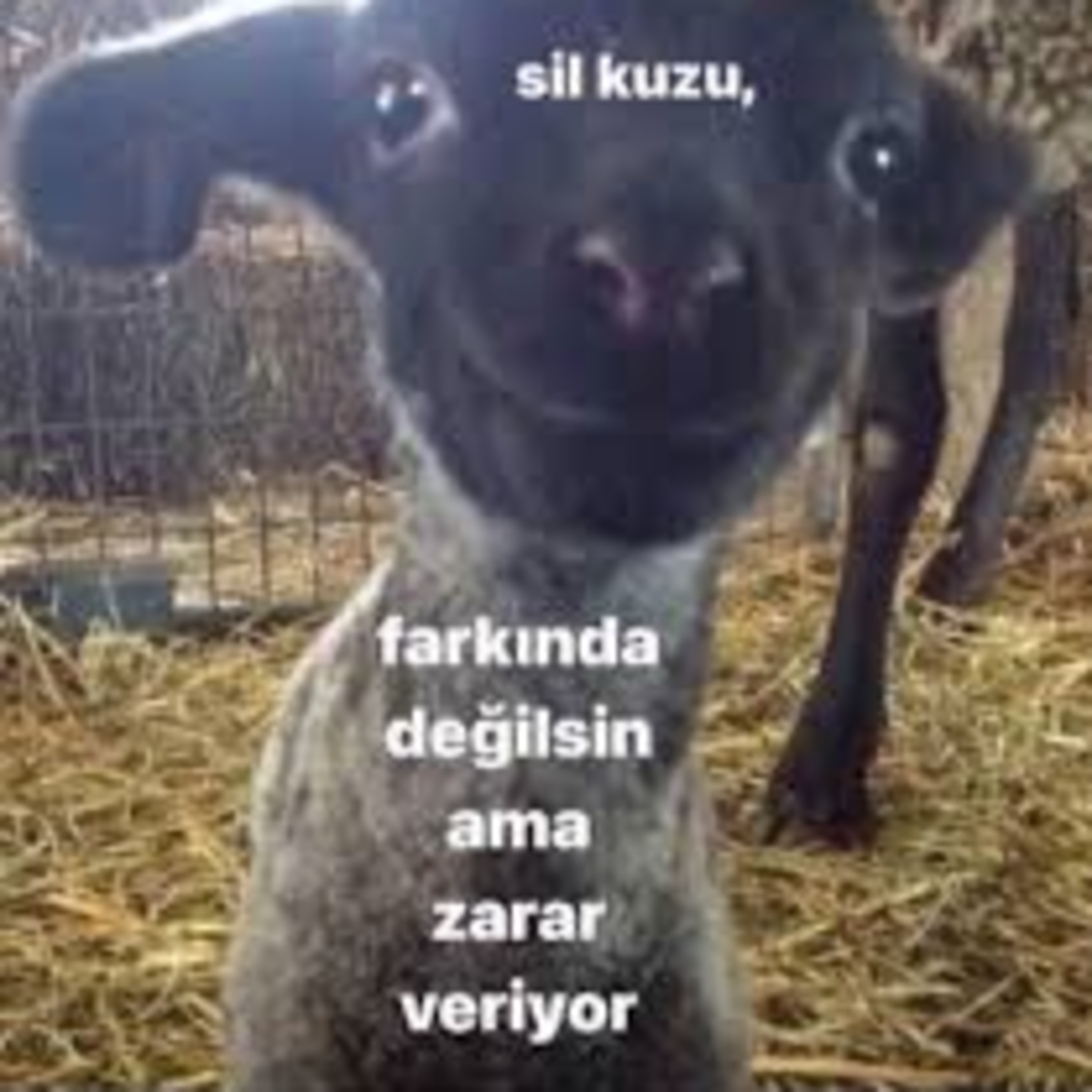 BAZA | CAHİL KÖPEKLER