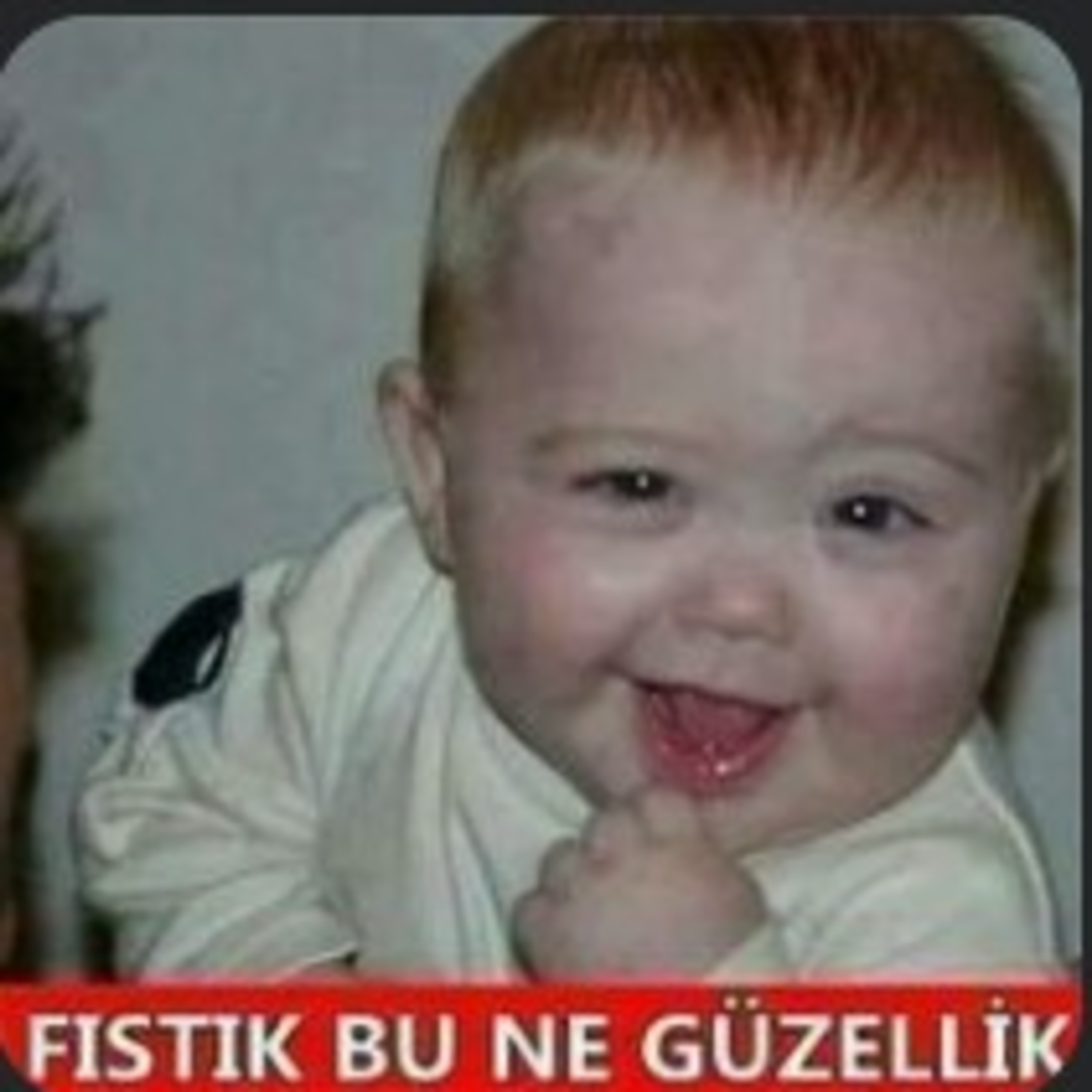 BAZA | CAHİL KÖPEKLER
