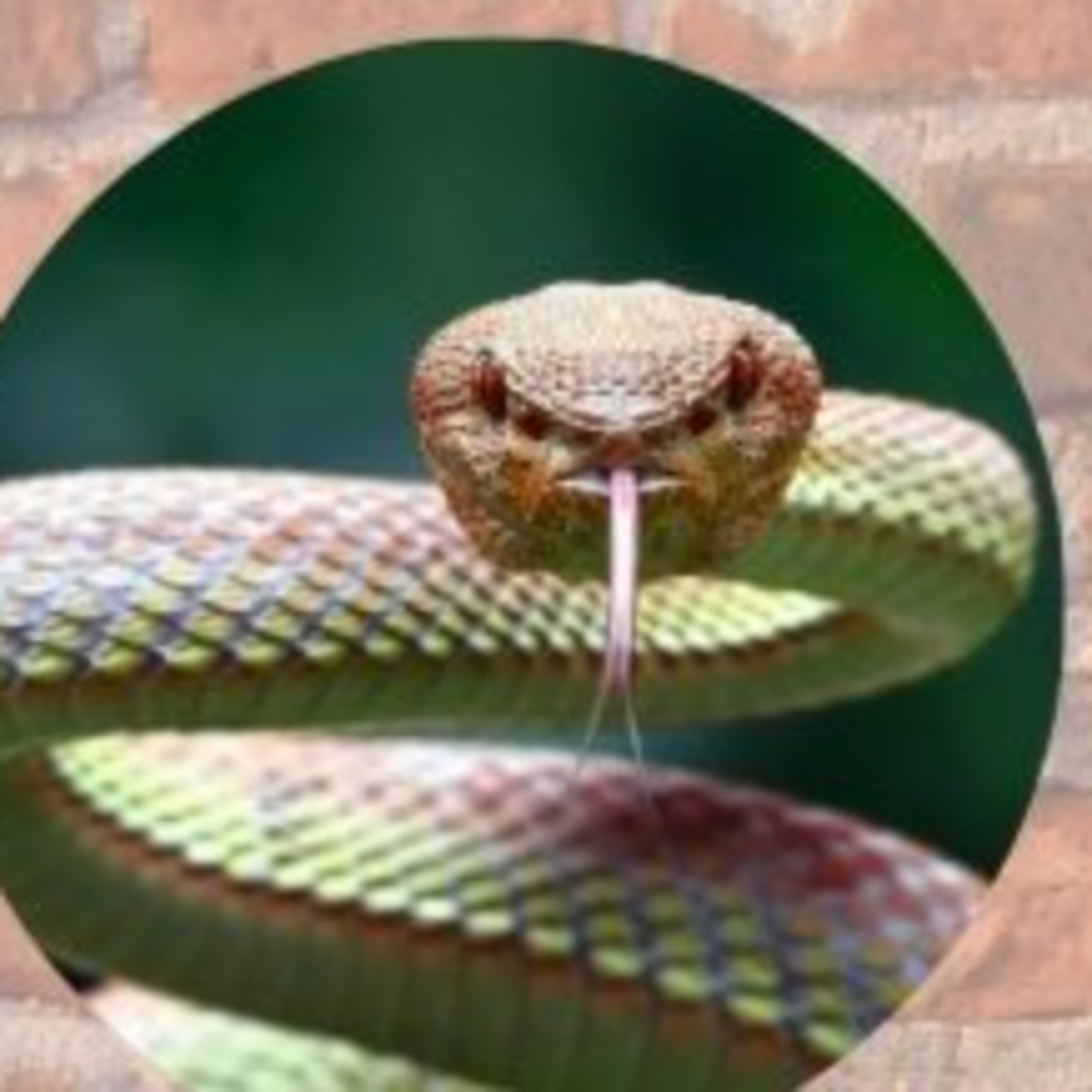 Ifa & The Snake