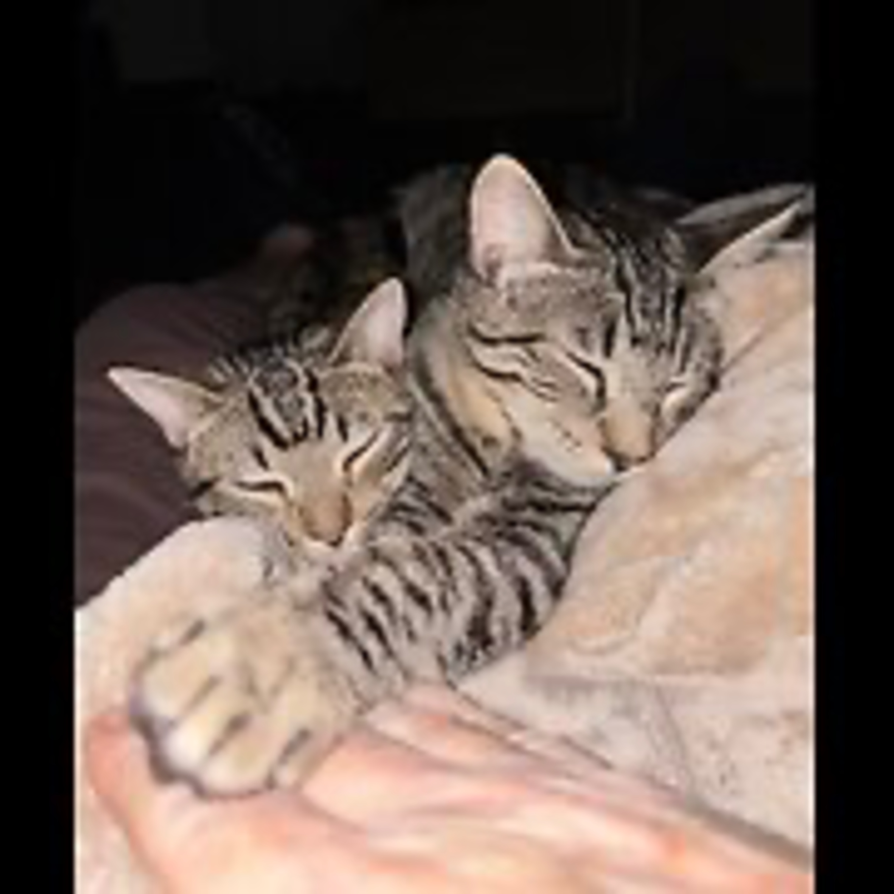 Real Coffee with Scott Adams