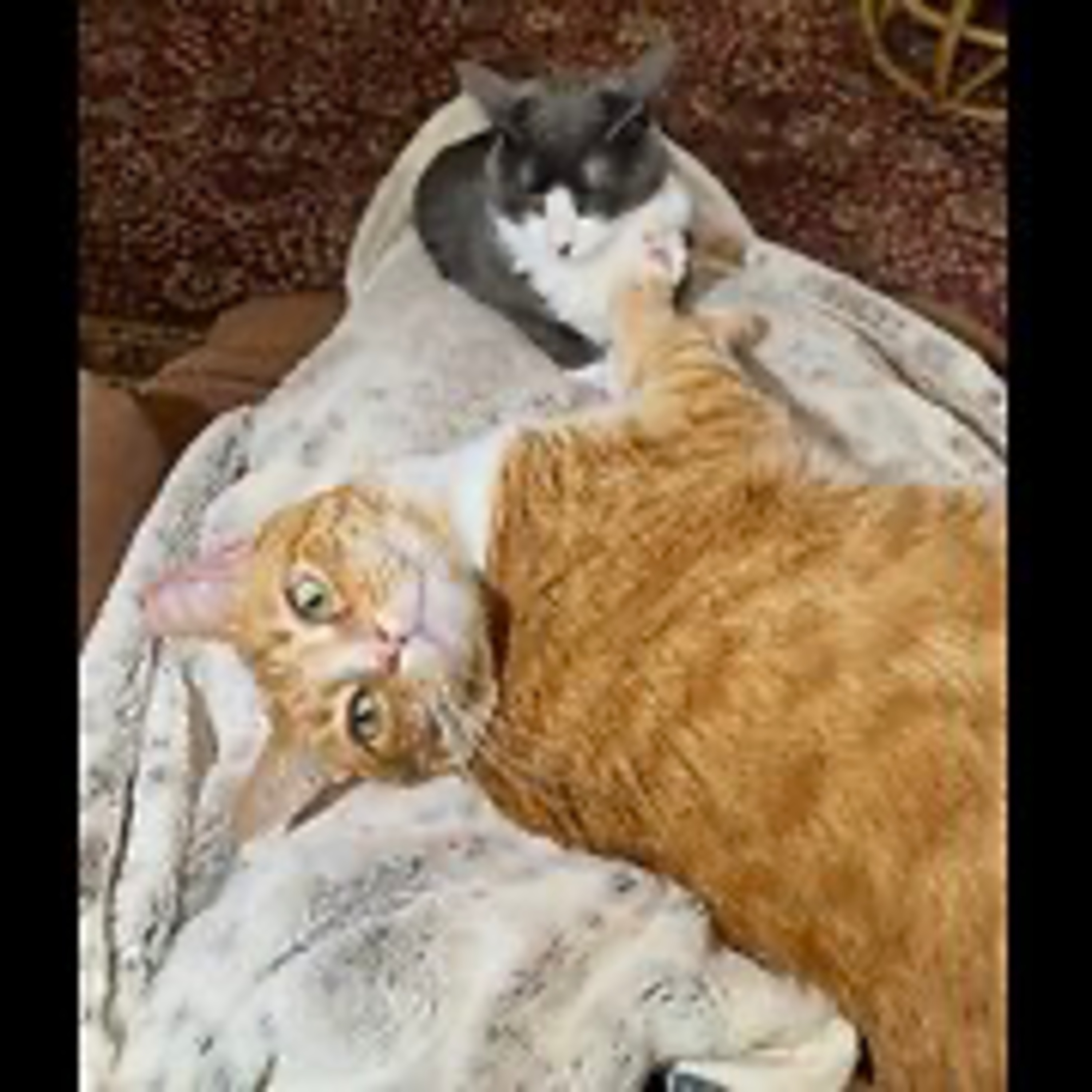 Episode 3037 CWSA 12/05/25