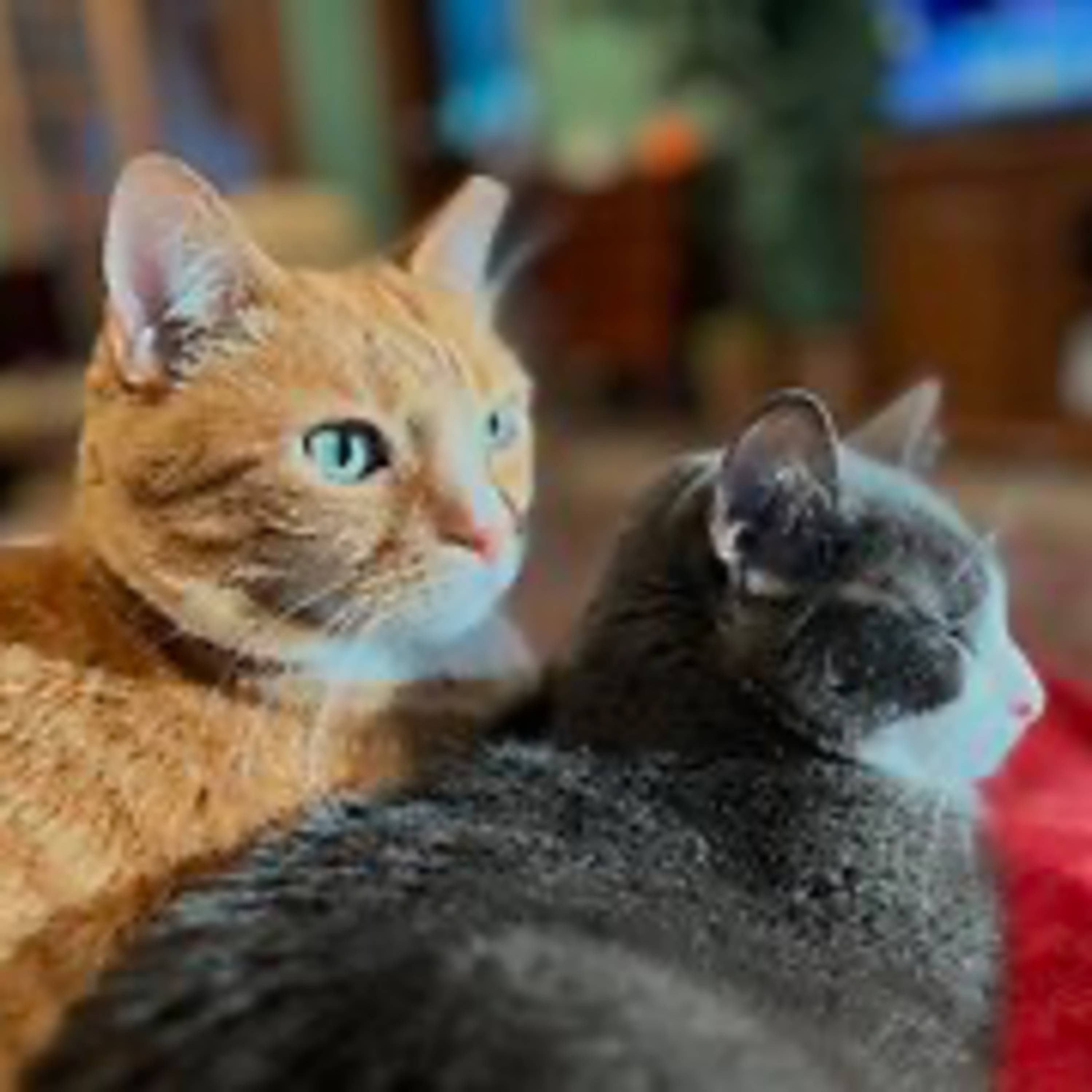 Episode 3038 CWSA 12/06/25