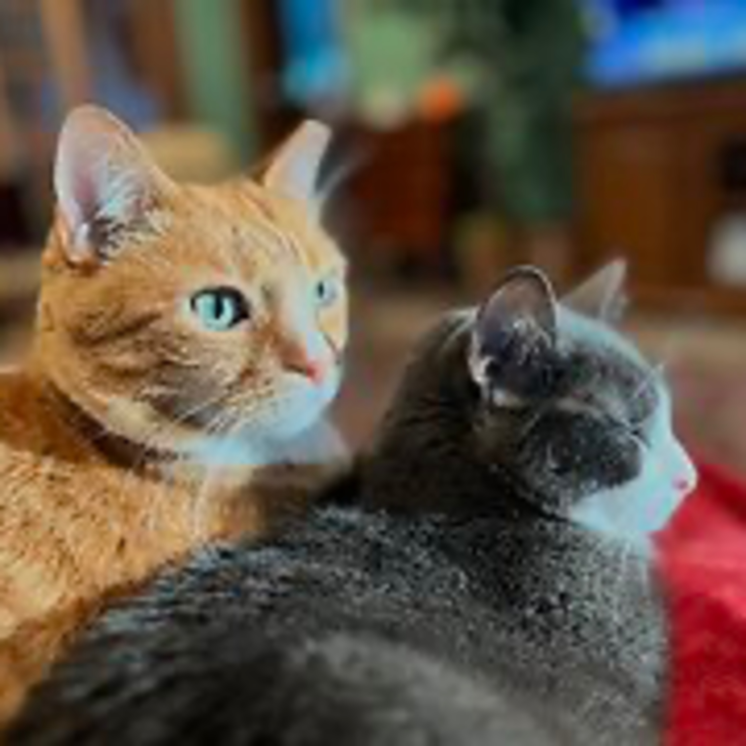 Real Coffee with Scott Adams