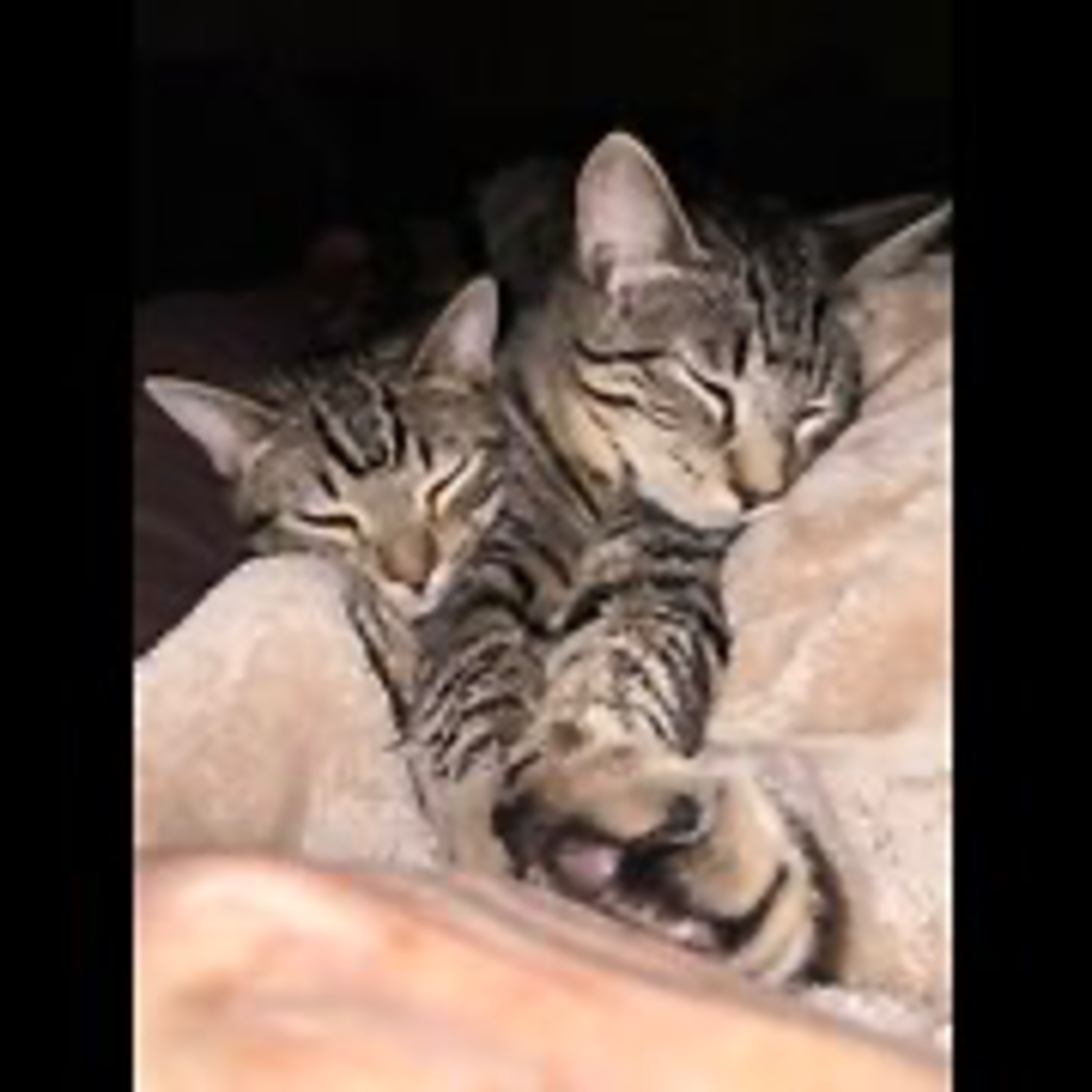 Episode 3076 - The Scott Adams School 01/20/26