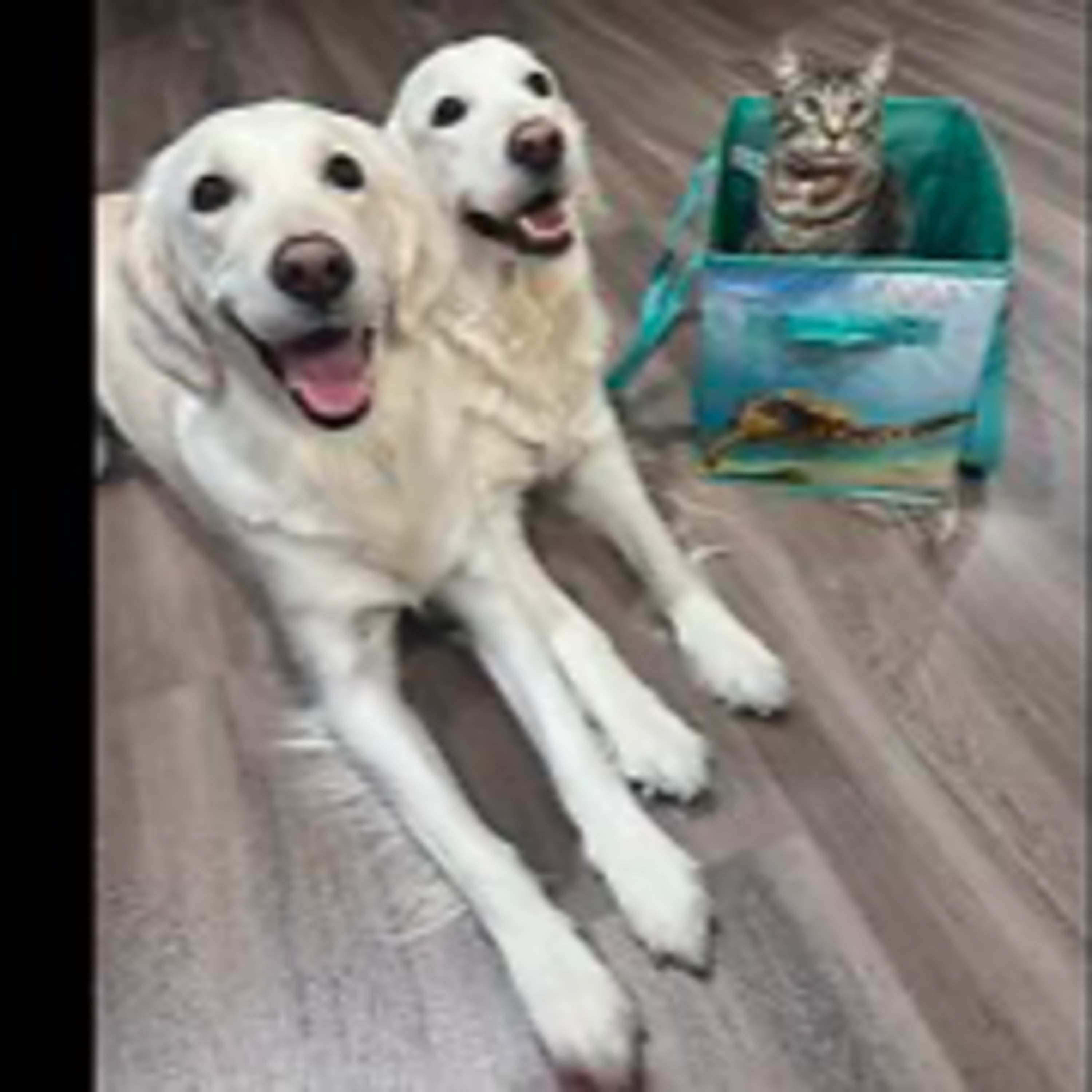 Episode 3077 - The Scott Adams School 01/21/26