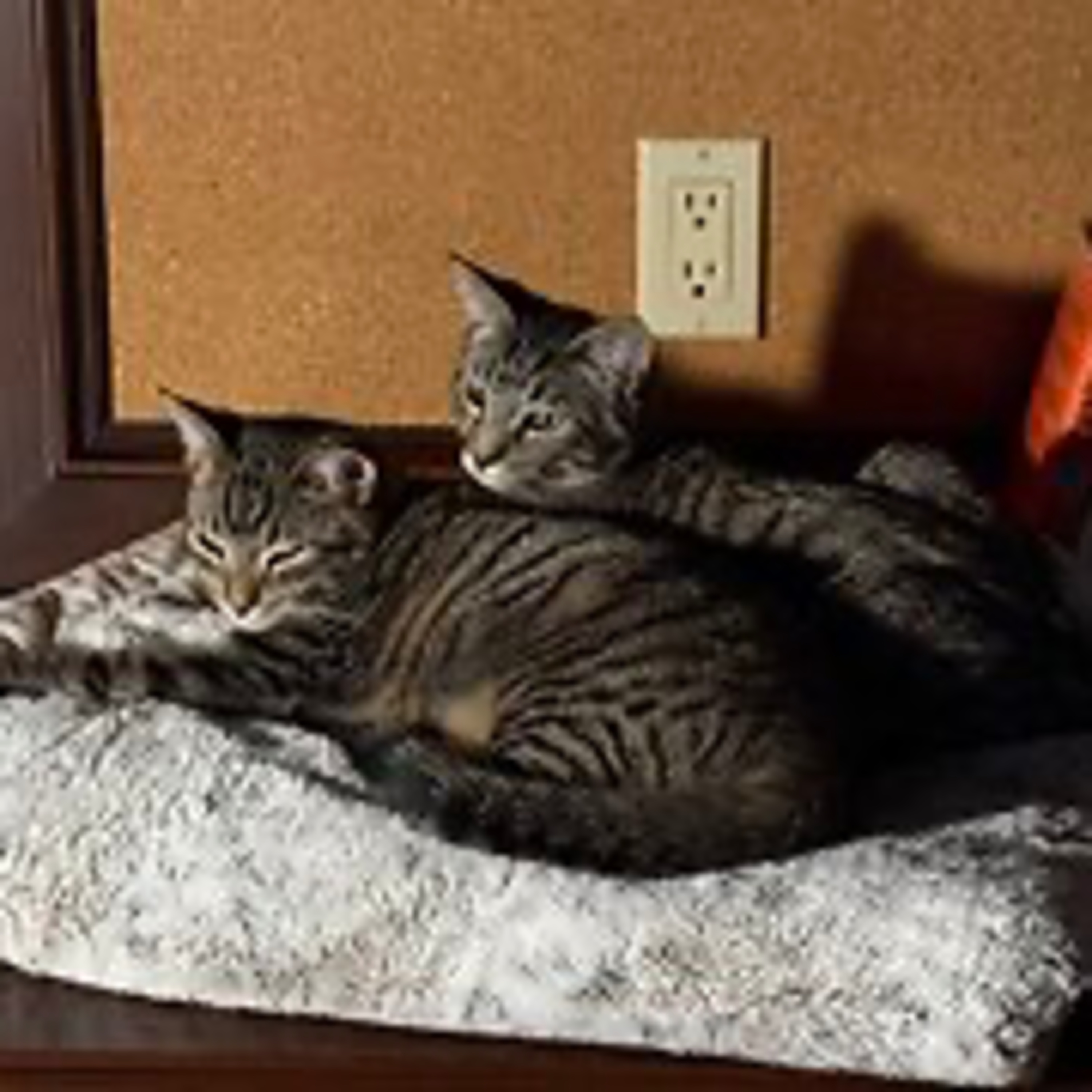 Episode 3078 - The Scott Adams School 01/22/26