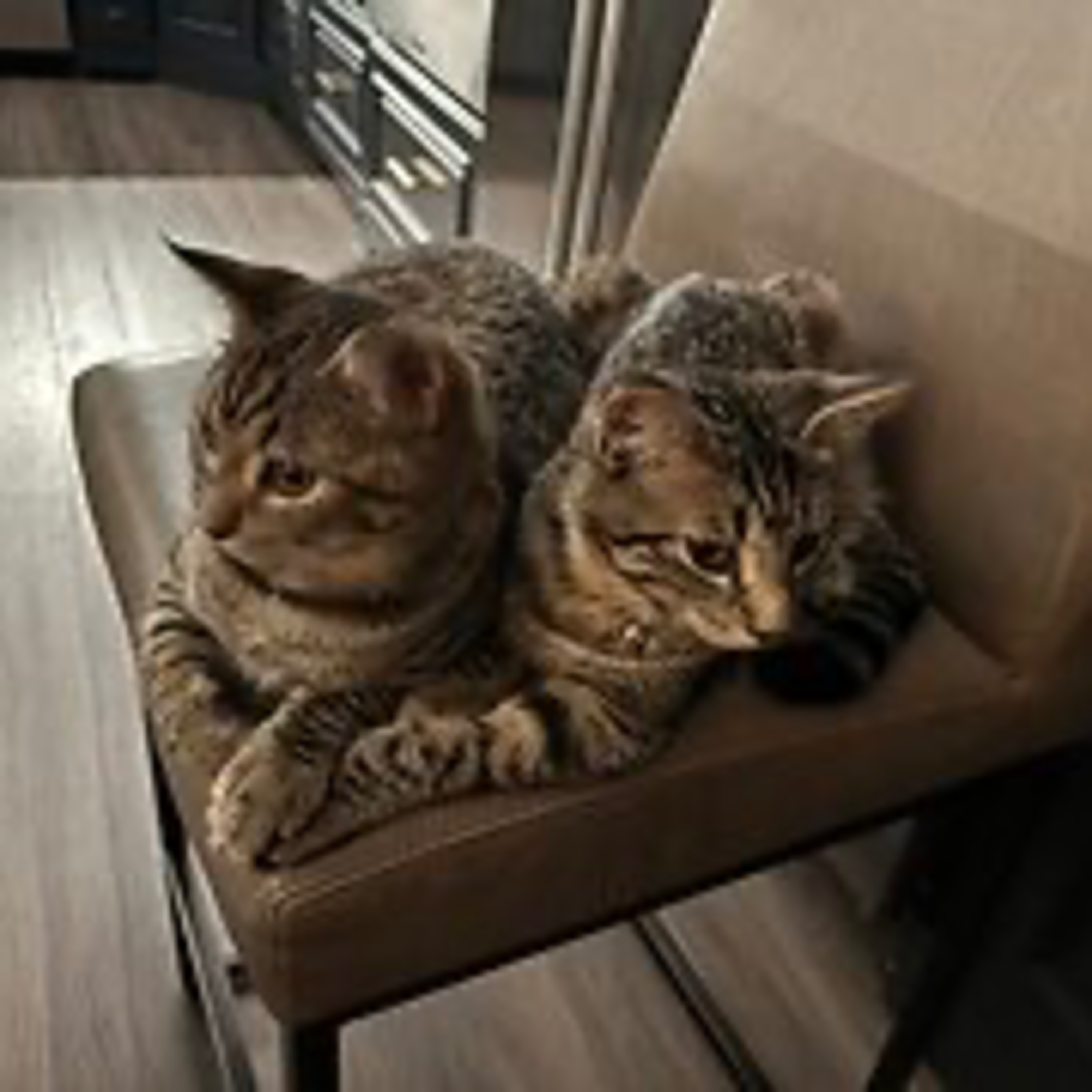 Real Coffee with Scott Adams