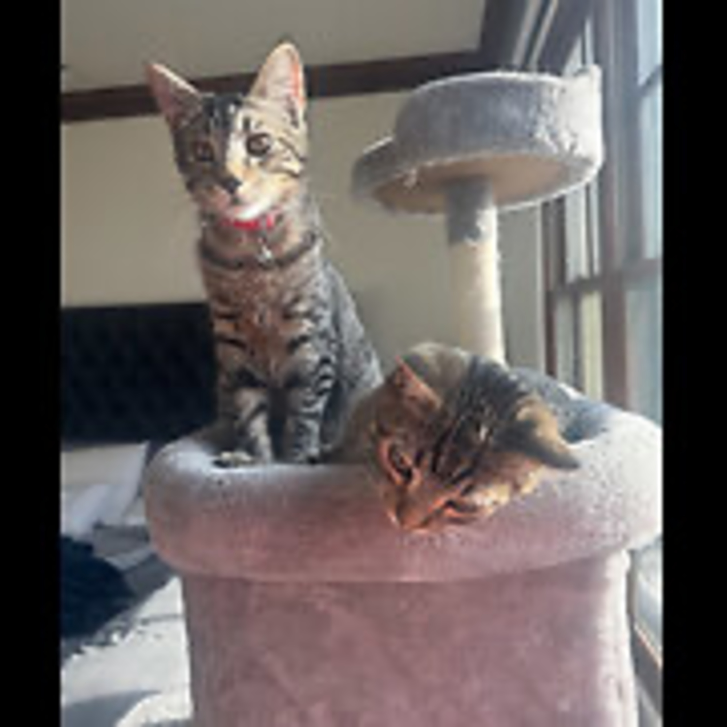 Real Coffee with Scott Adams