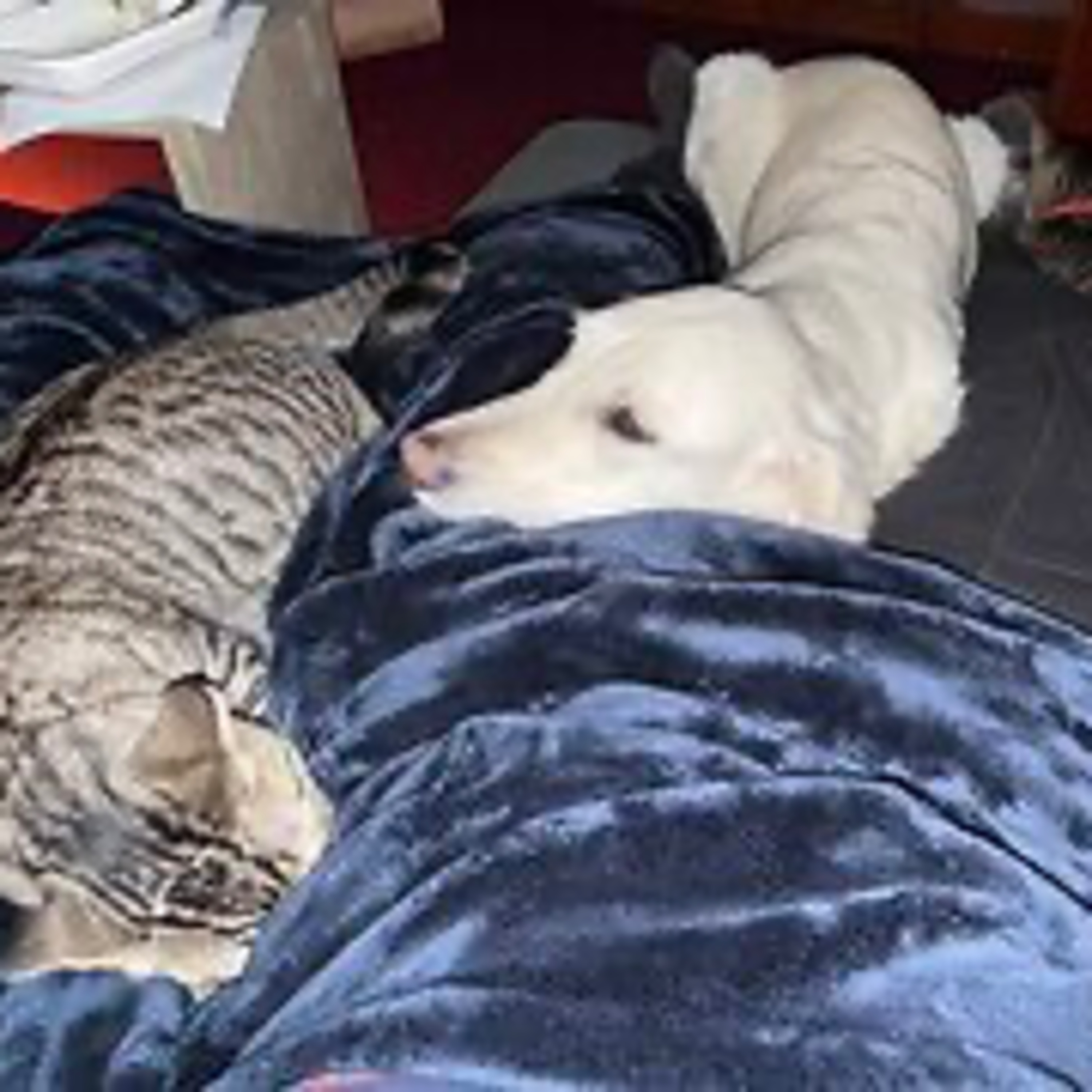 Real Coffee with Scott Adams