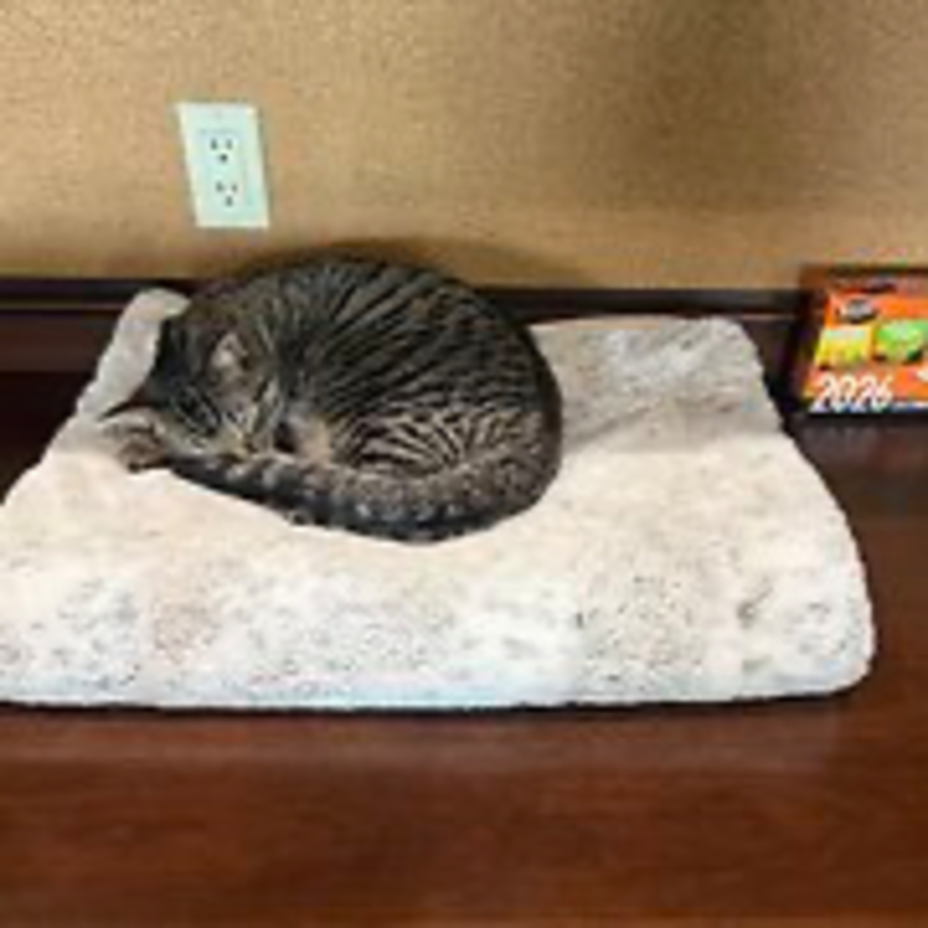 Real Coffee with Scott Adams