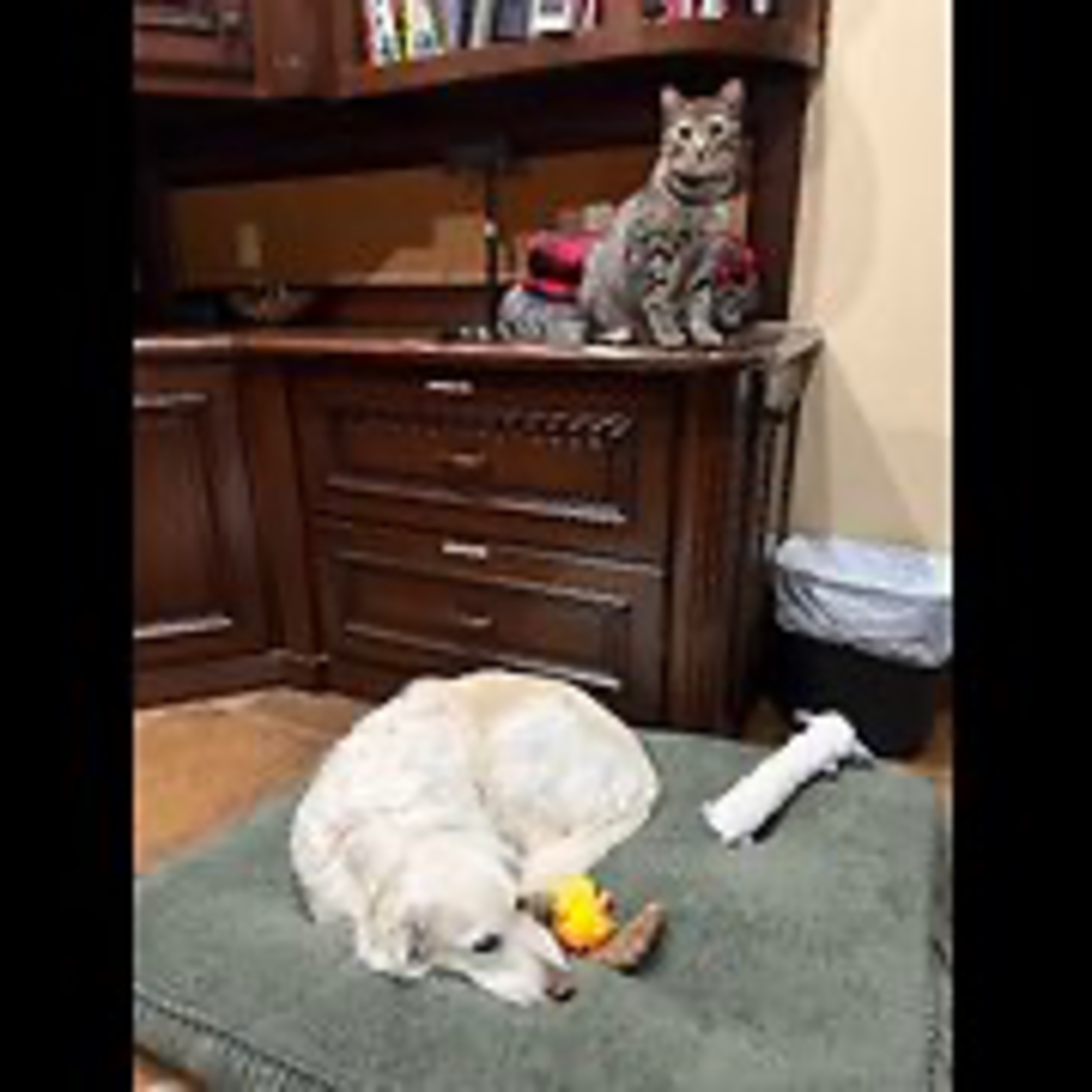 Real Coffee with Scott Adams