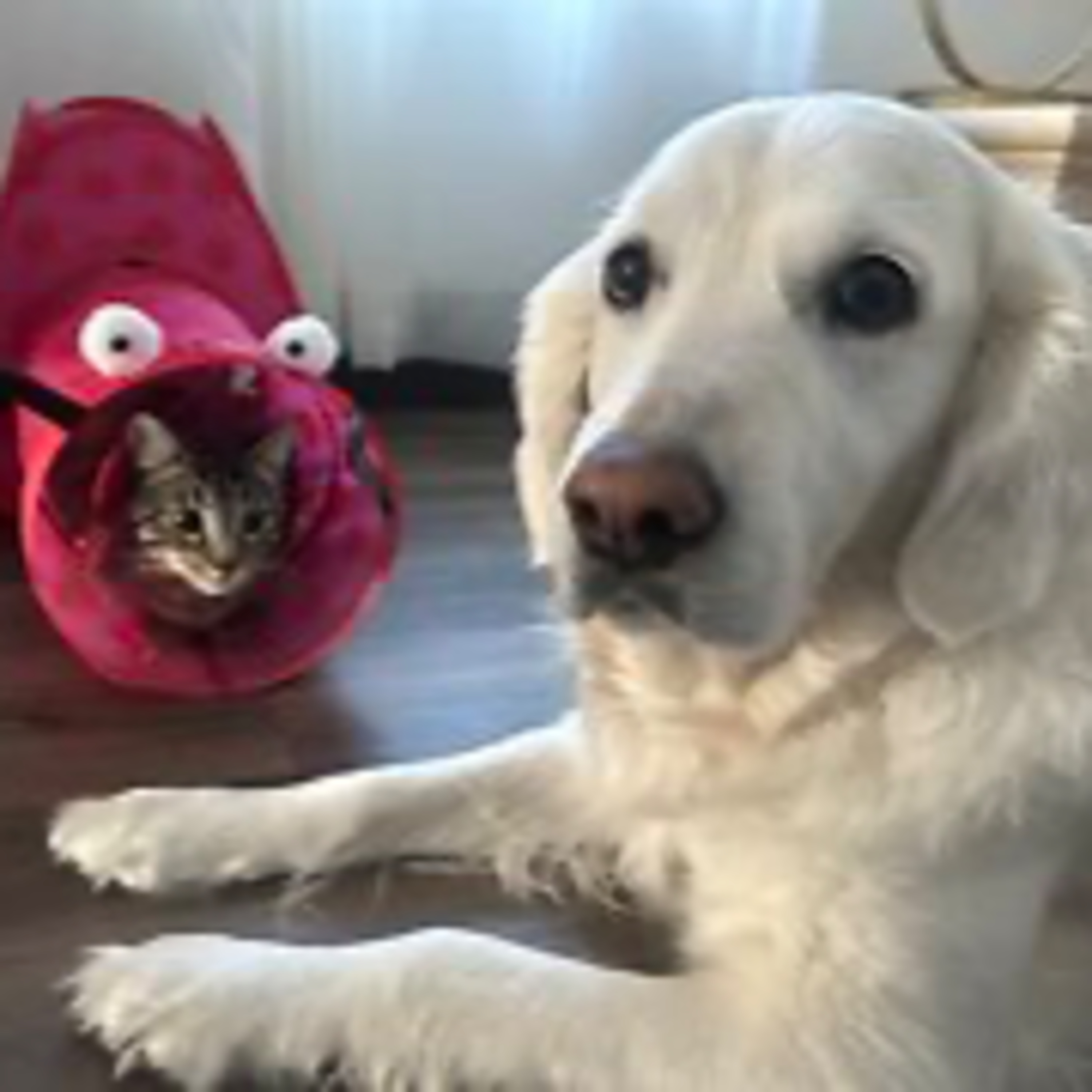 Real Coffee with Scott Adams