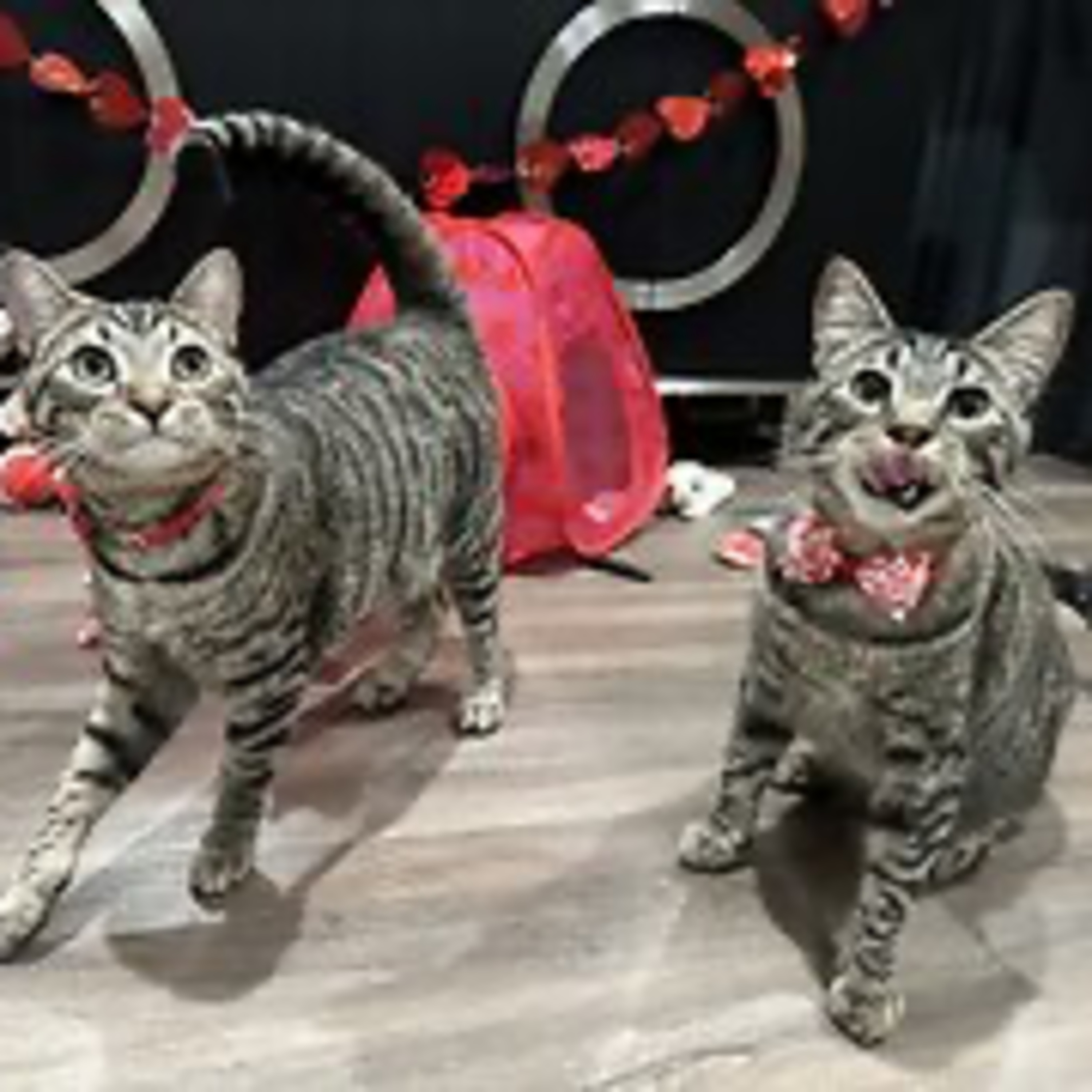 Real Coffee with Scott Adams