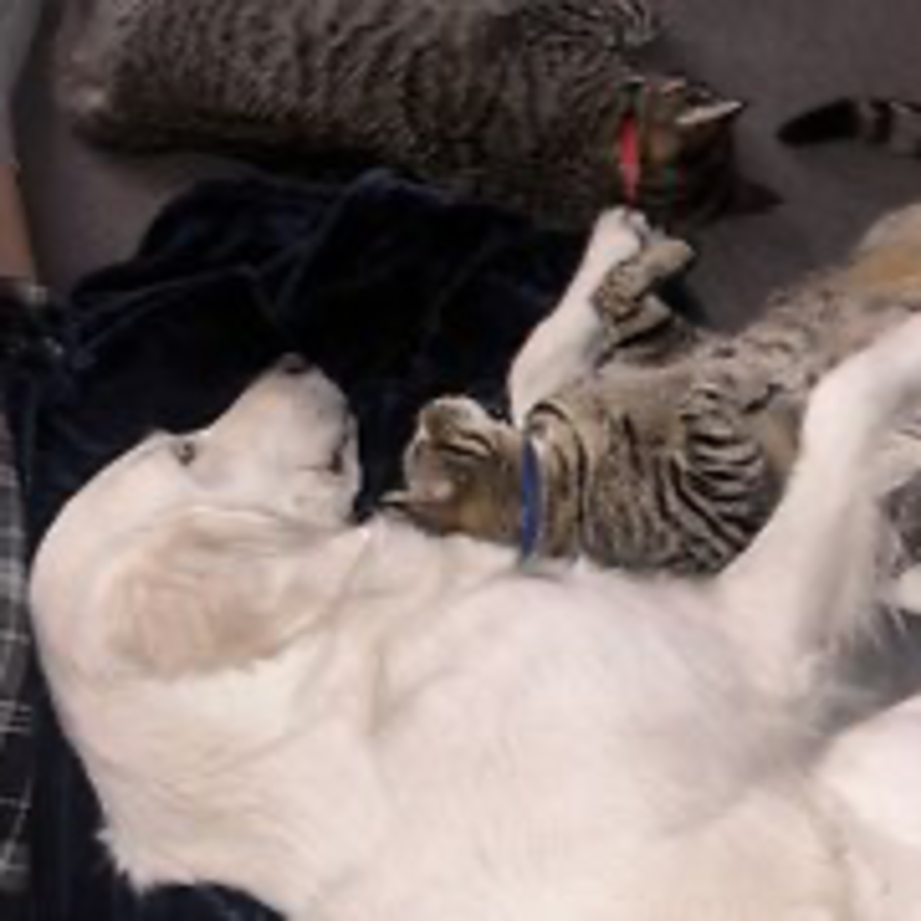 Real Coffee with Scott Adams