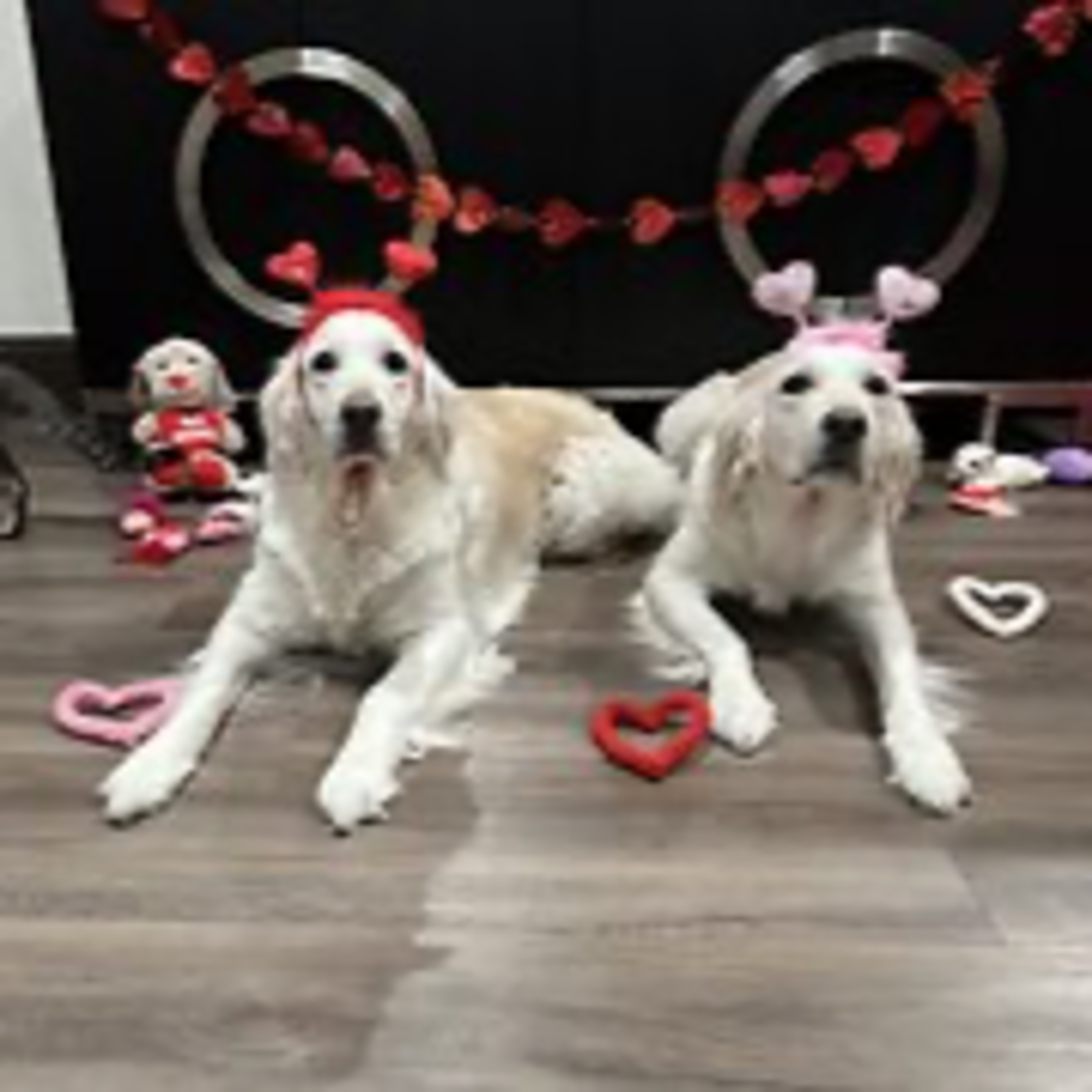 Real Coffee with Scott Adams