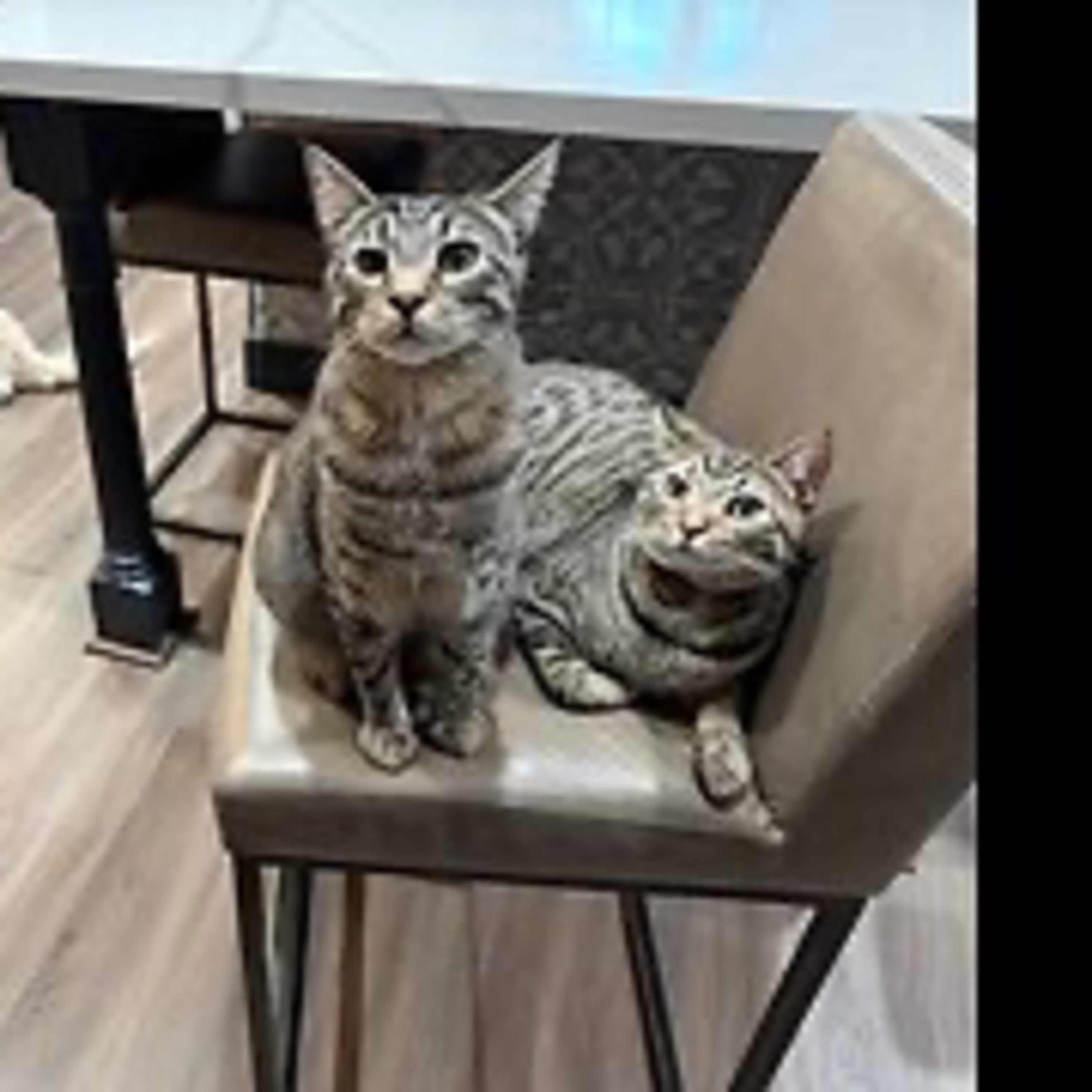 Episode 3098 - The Scott Adams School 02/19/26