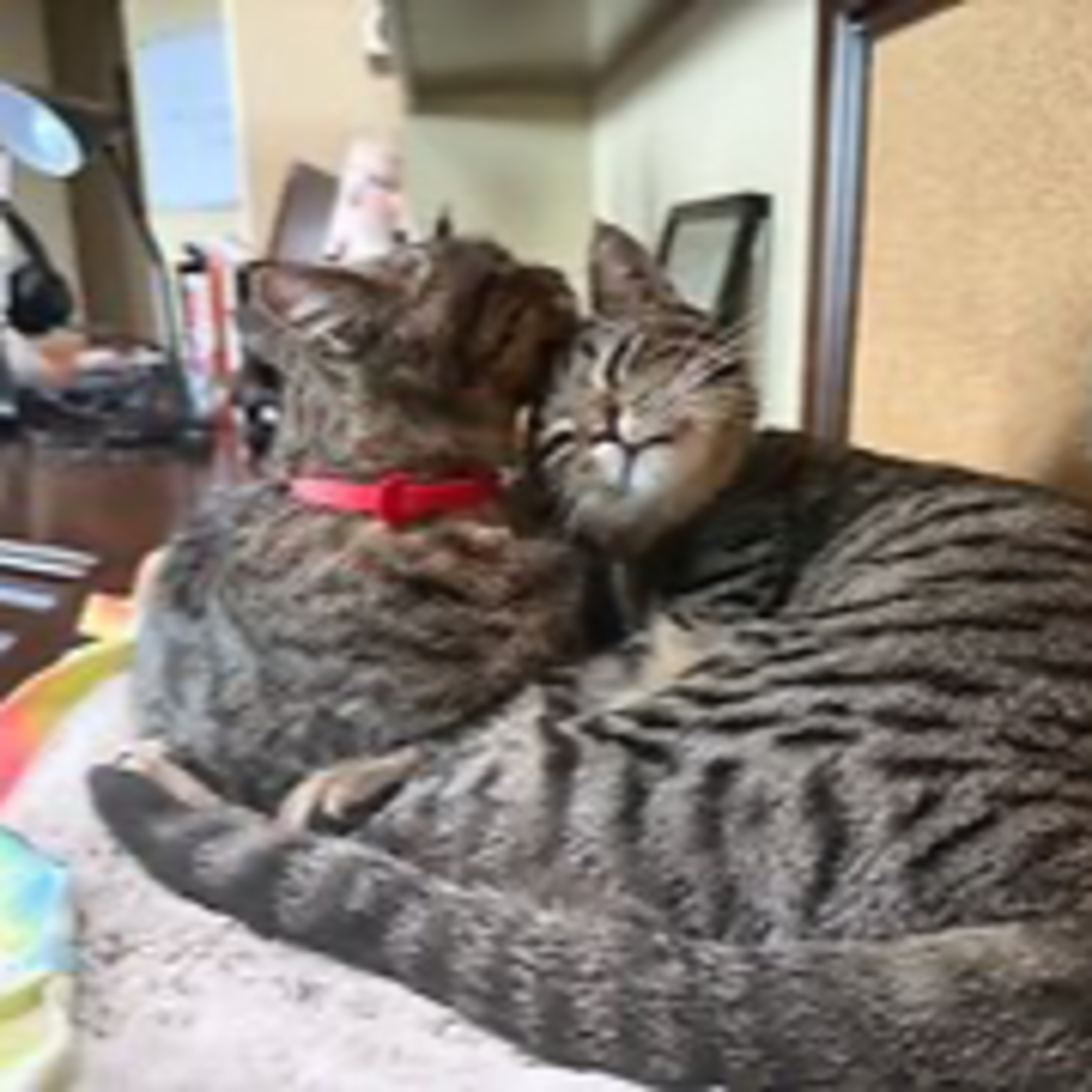 Episode 3099 - The Scott Adams School 02/20/26