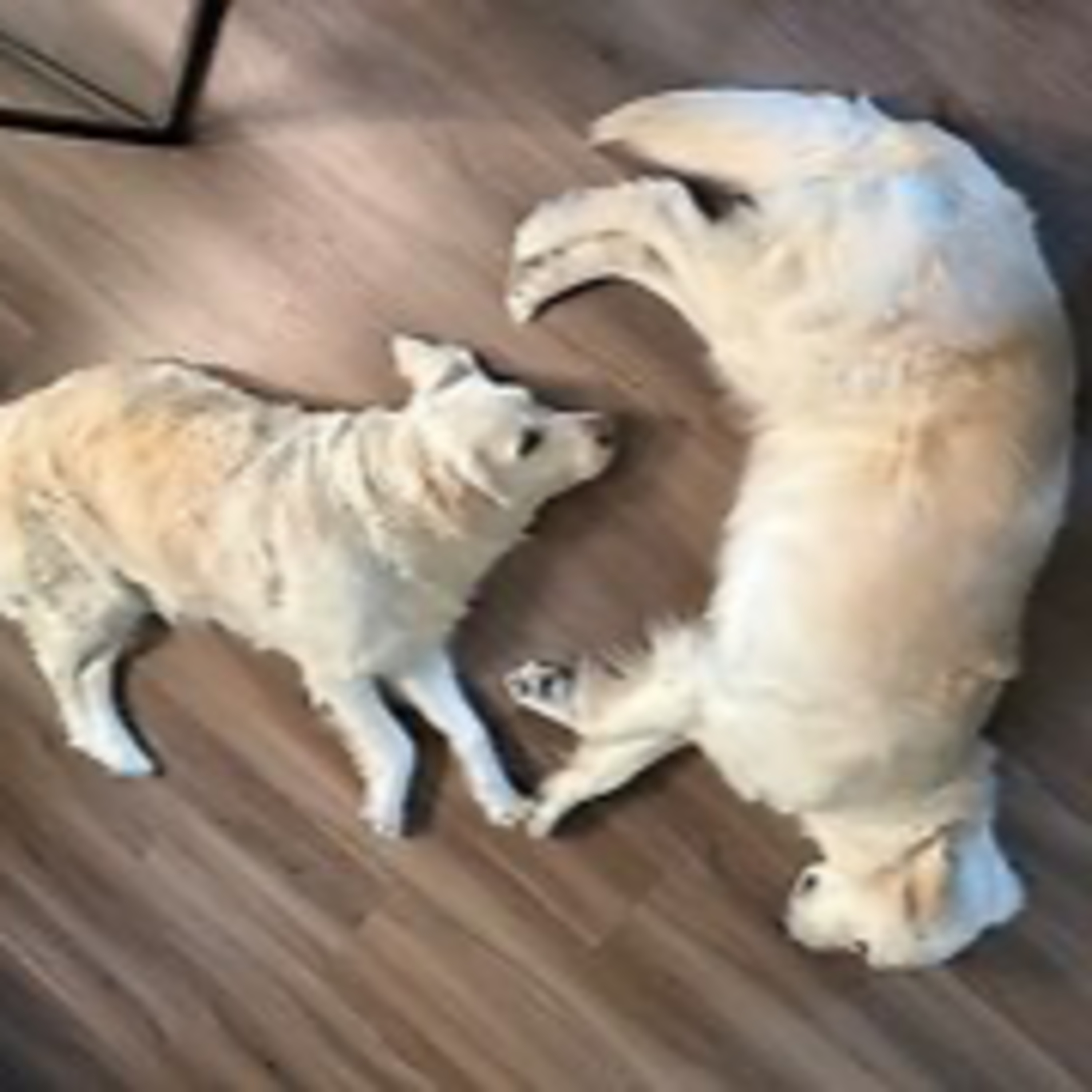 Episode 3101 - The Scott Adams School 02/24/26