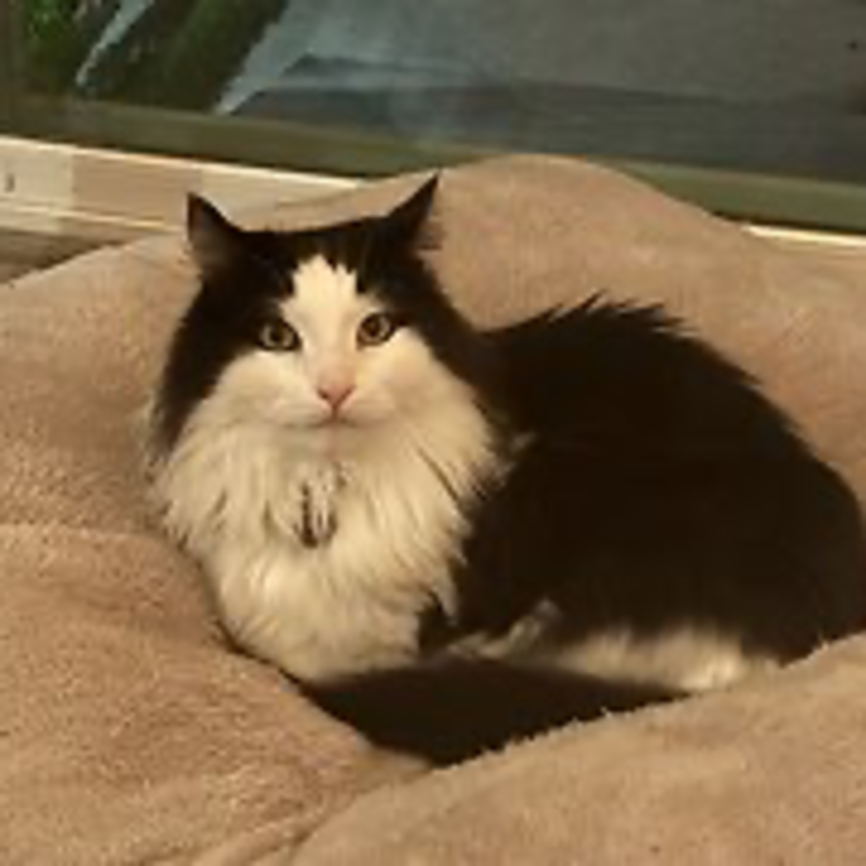 Episode 3102 - The Scott Adams School 02/25/26