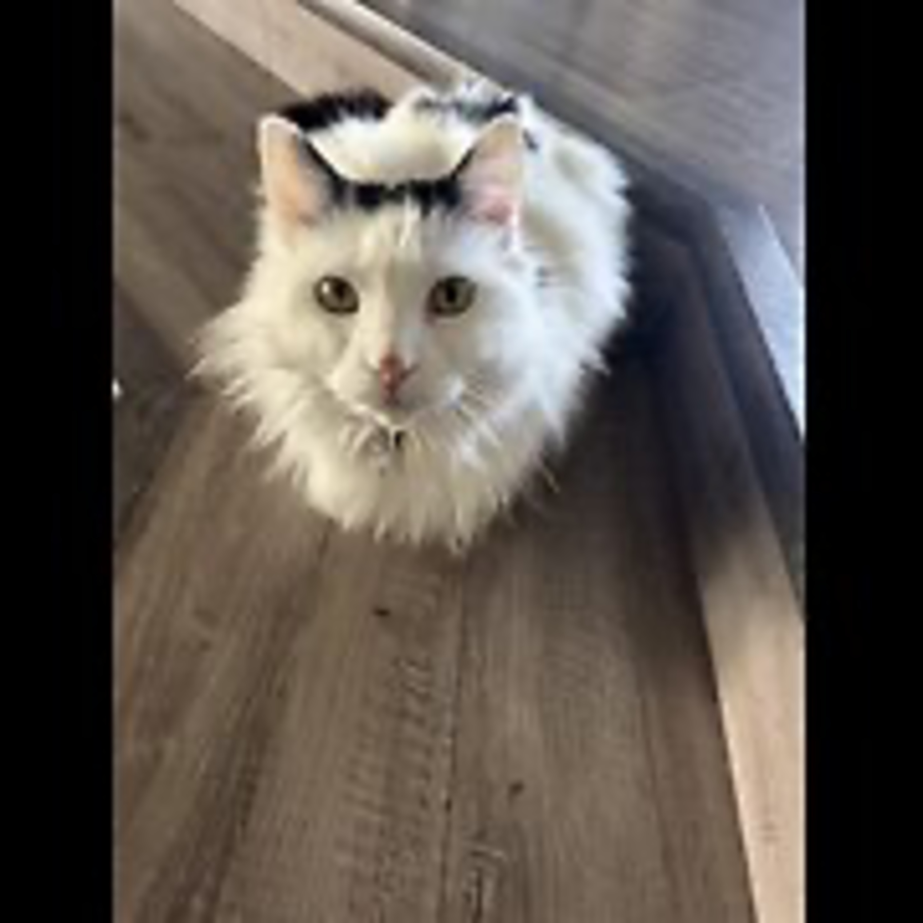 Episode 3103 - The Scott Adams School 02/26/26