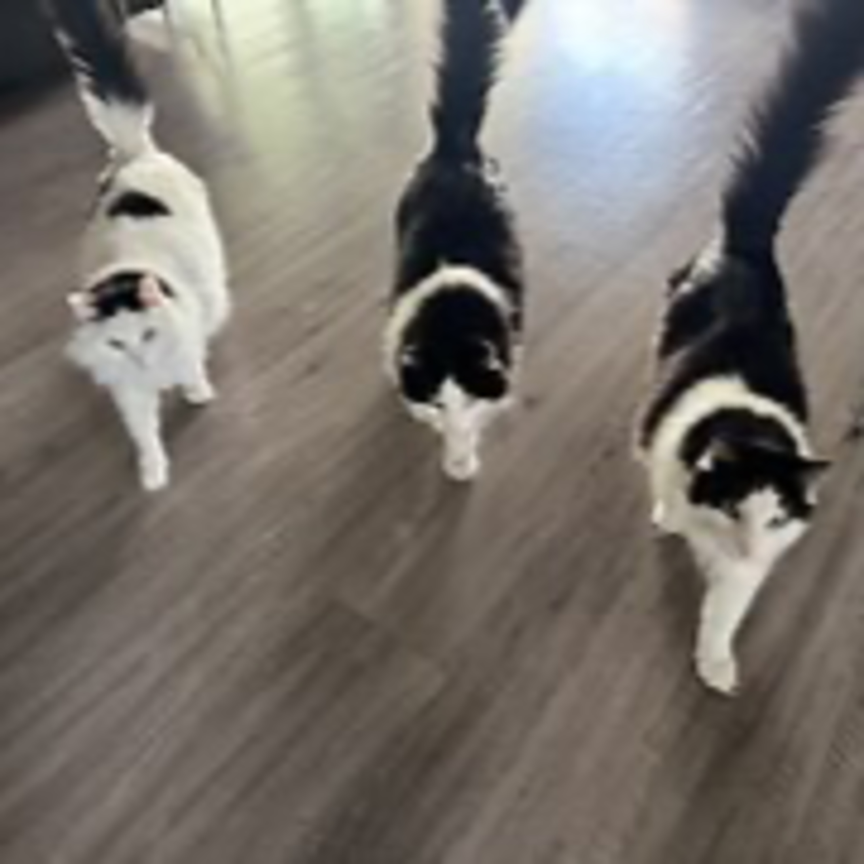 Episode 3104 - The Scott Adams School 02/27/26