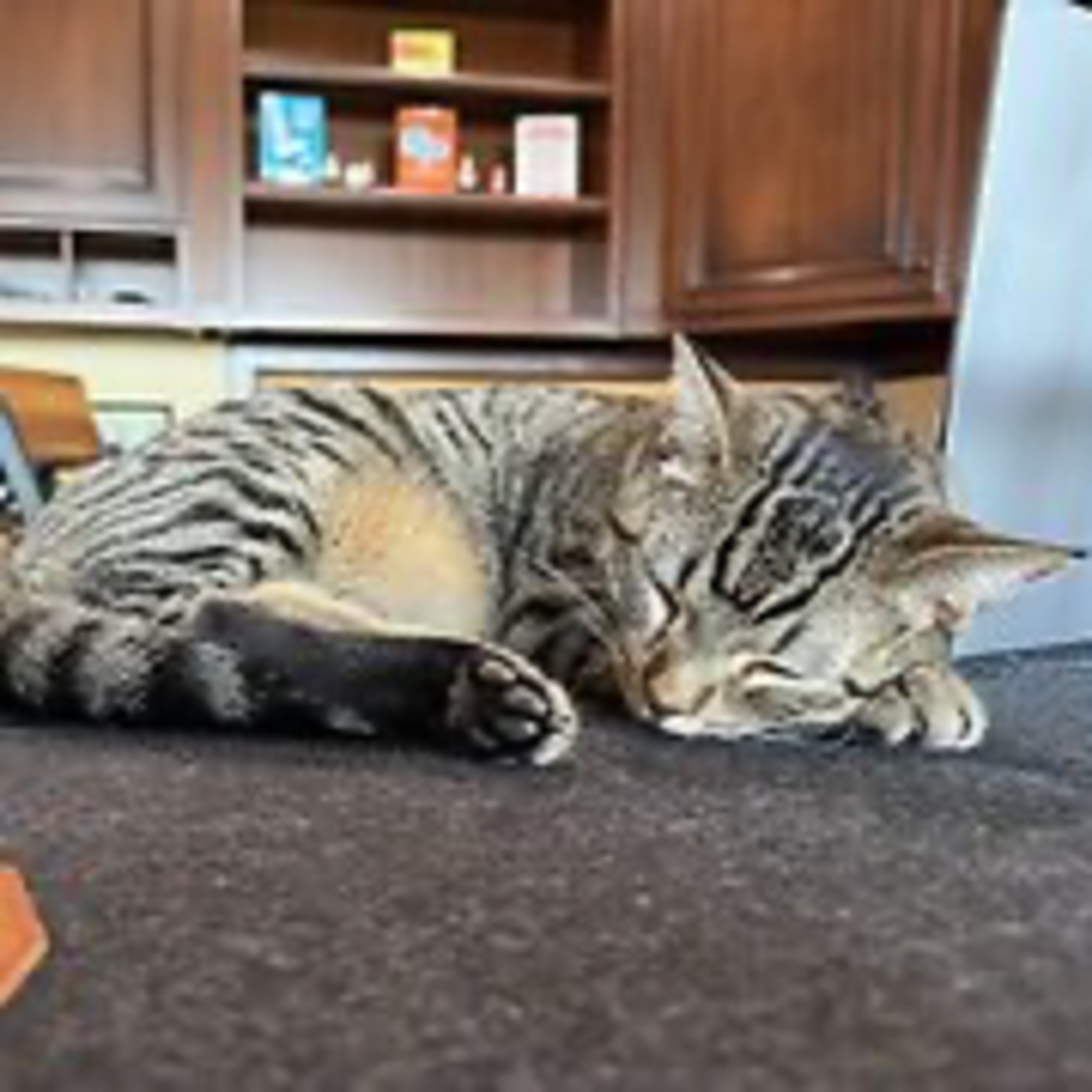 Episode 3106 - The Scott Adams School 03/03/26