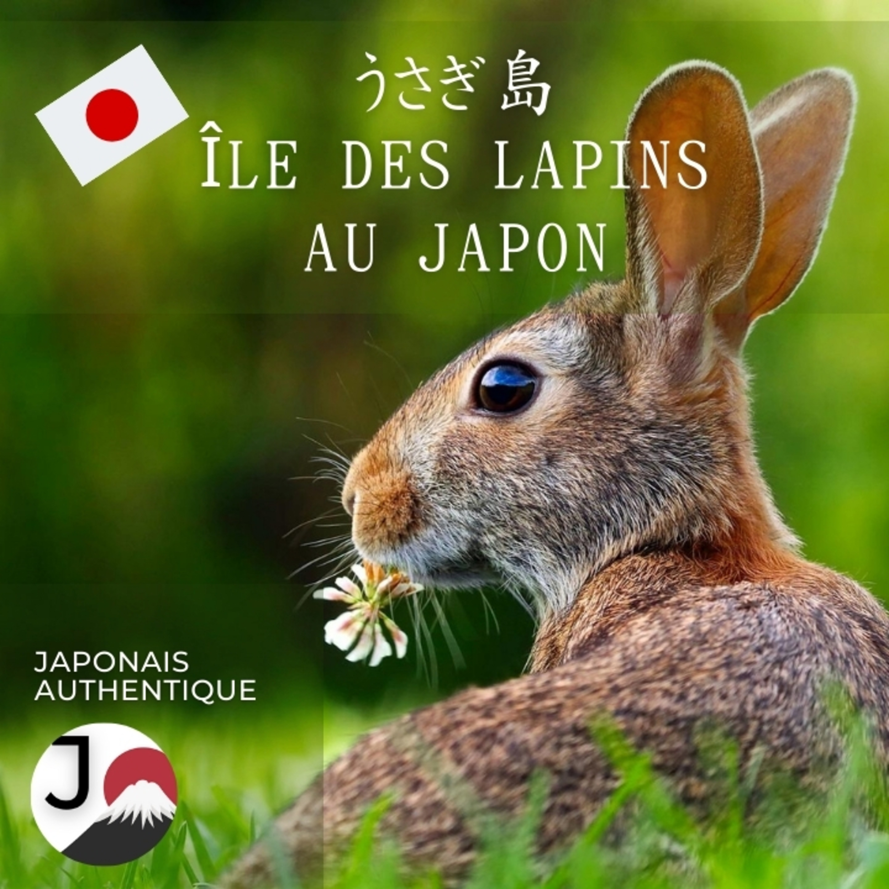 L’expérience d’Anna sur l’île aux lapins au Japon 🐰🇯🇵 アンナのうさぎ島体験 episode artwork
