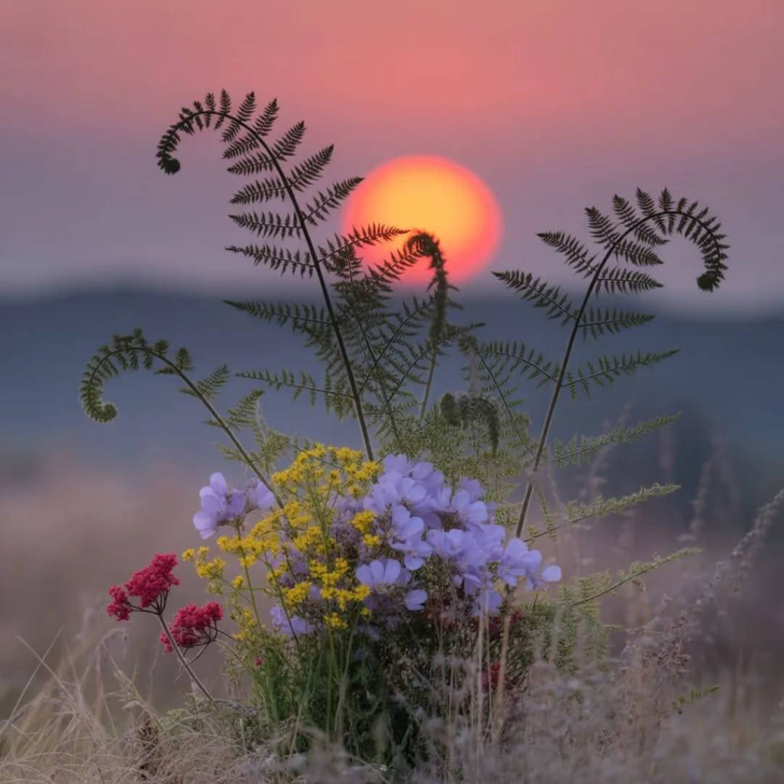 🌸 Flower Full Moon in Scorpio ♏️ Beltane 🔥 Guided Meditation 🧘‍♀️  episode artwork