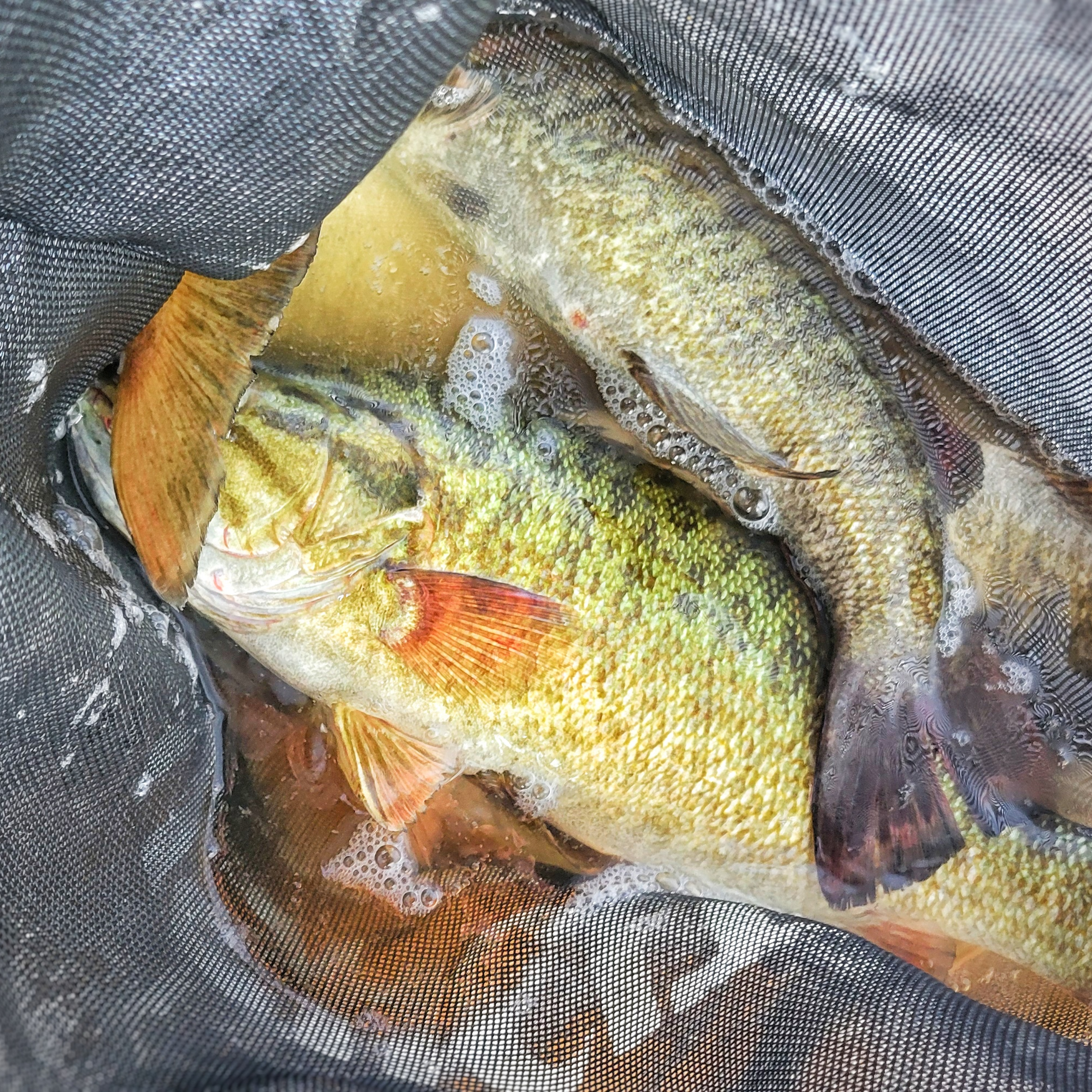 HELLABASS Bass Fishing Podcast
